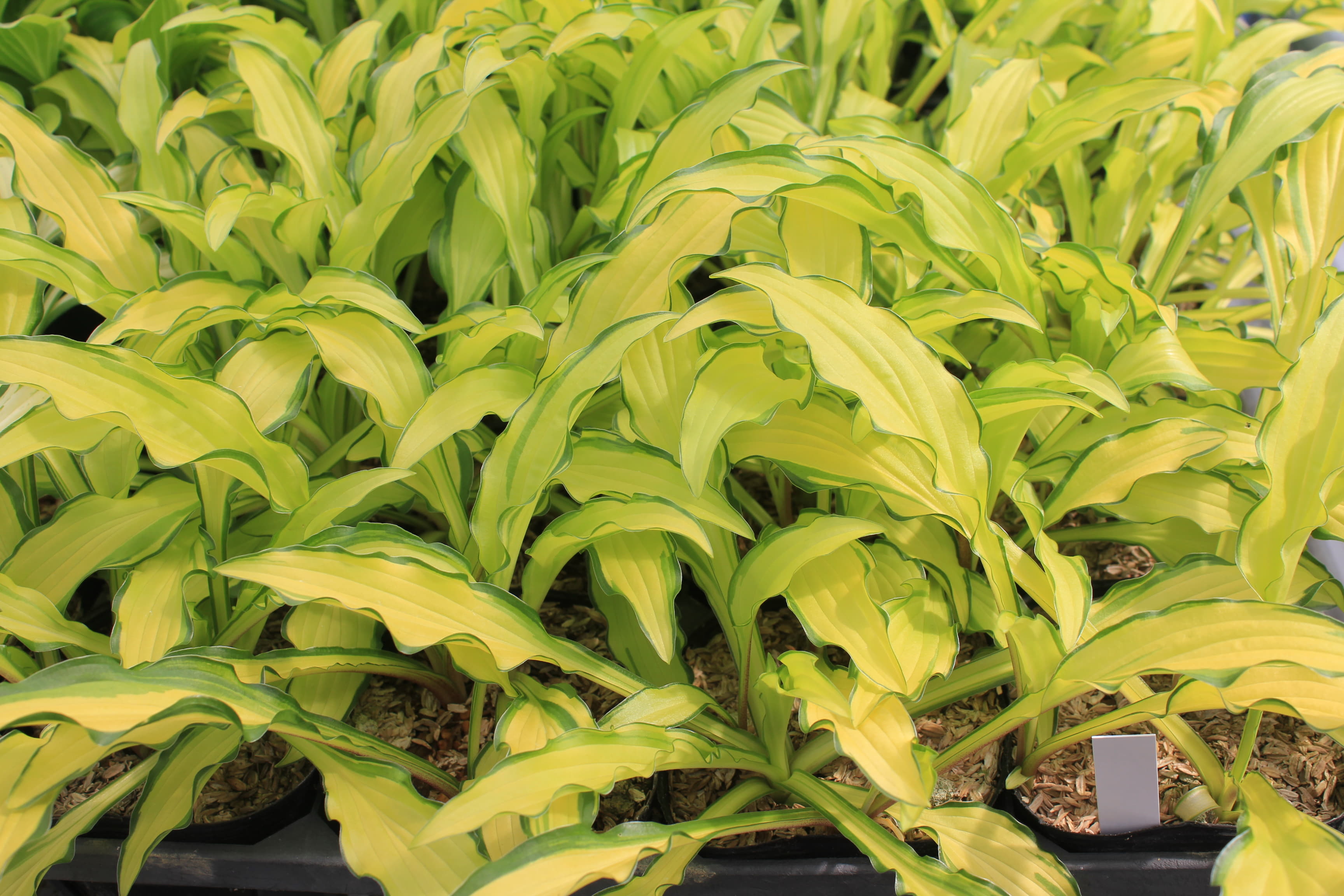 ギボウシ　’カビタン’