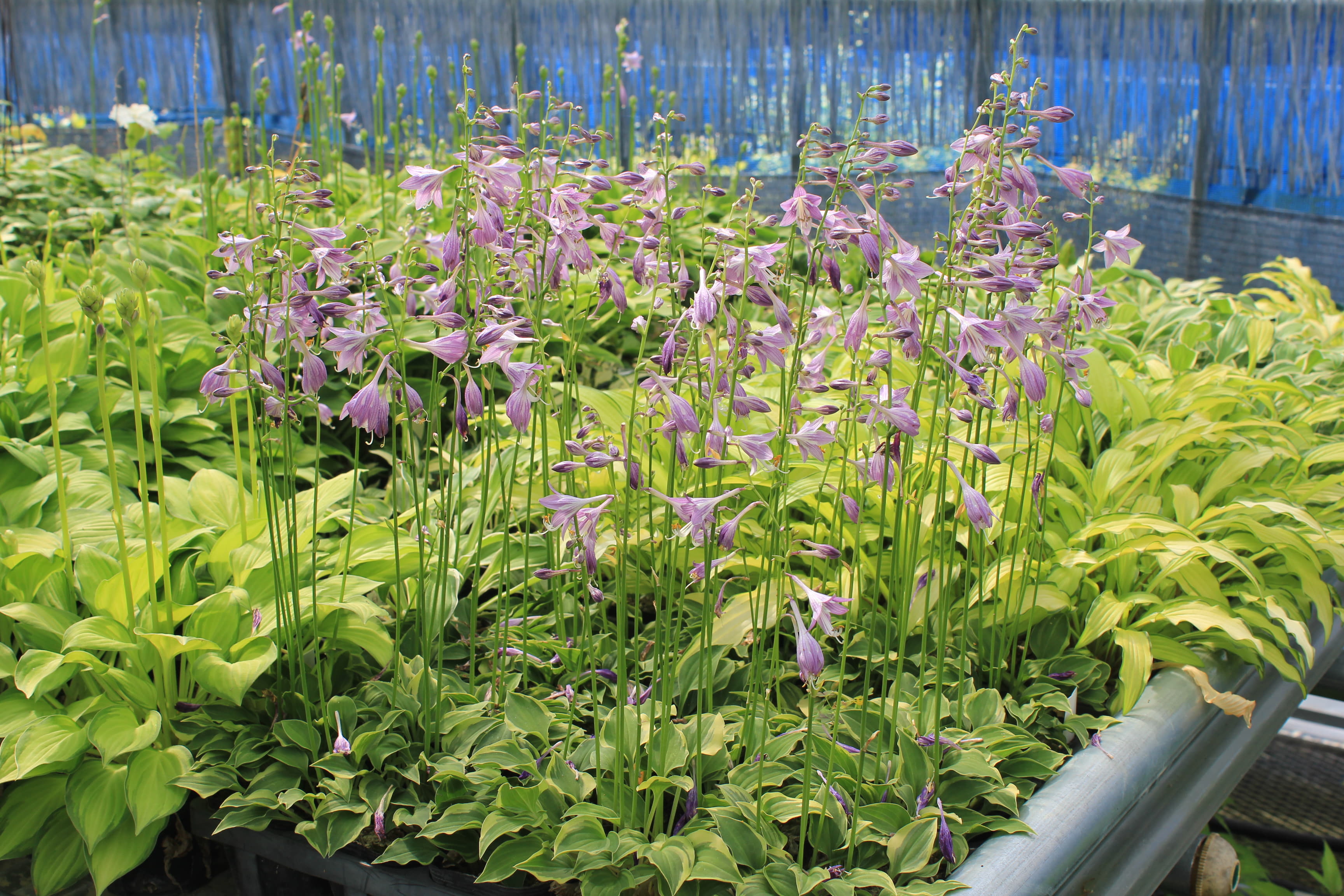 ギボウシ　’乙女’