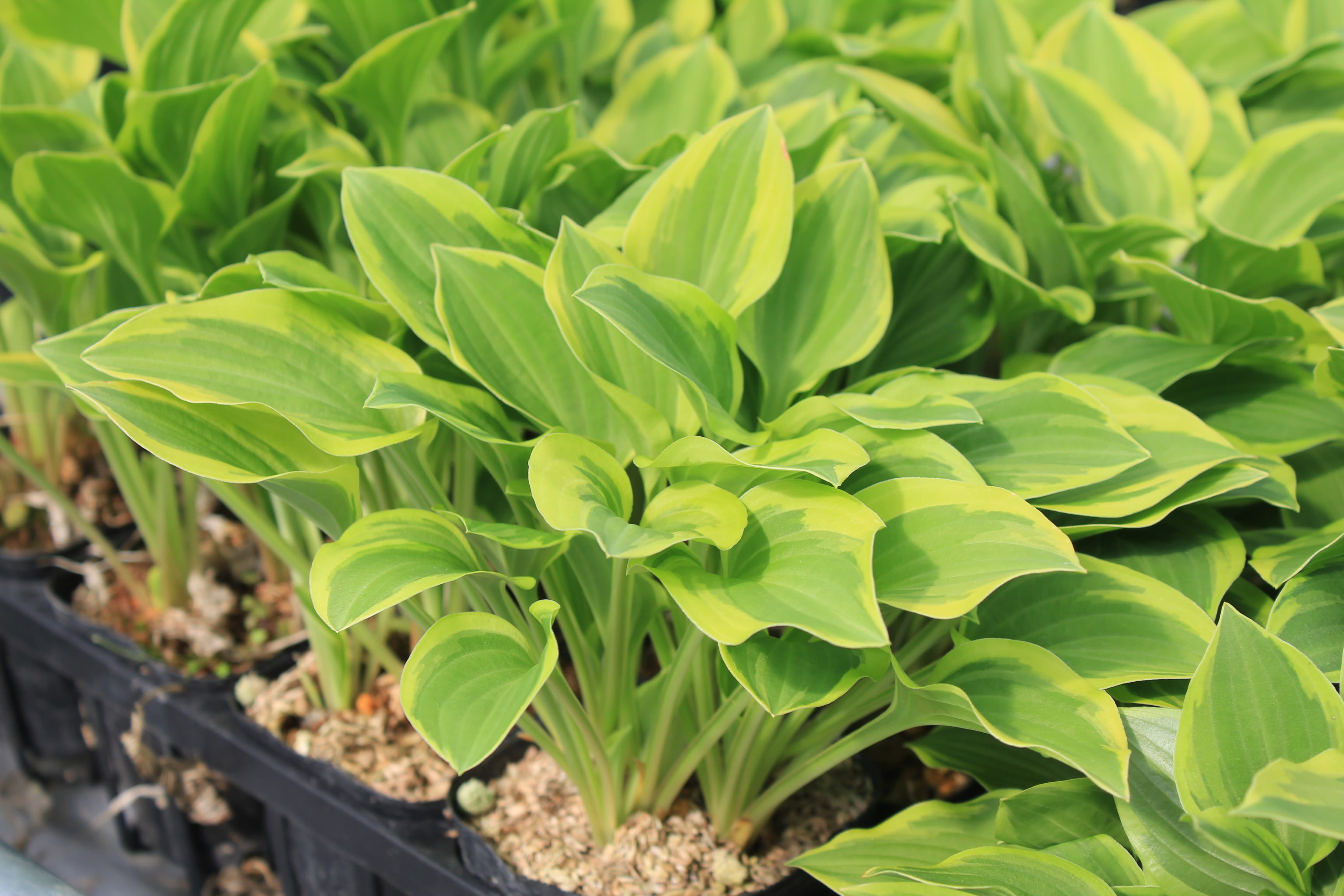 ギボウシ　’ゴールデン・ティアラ’