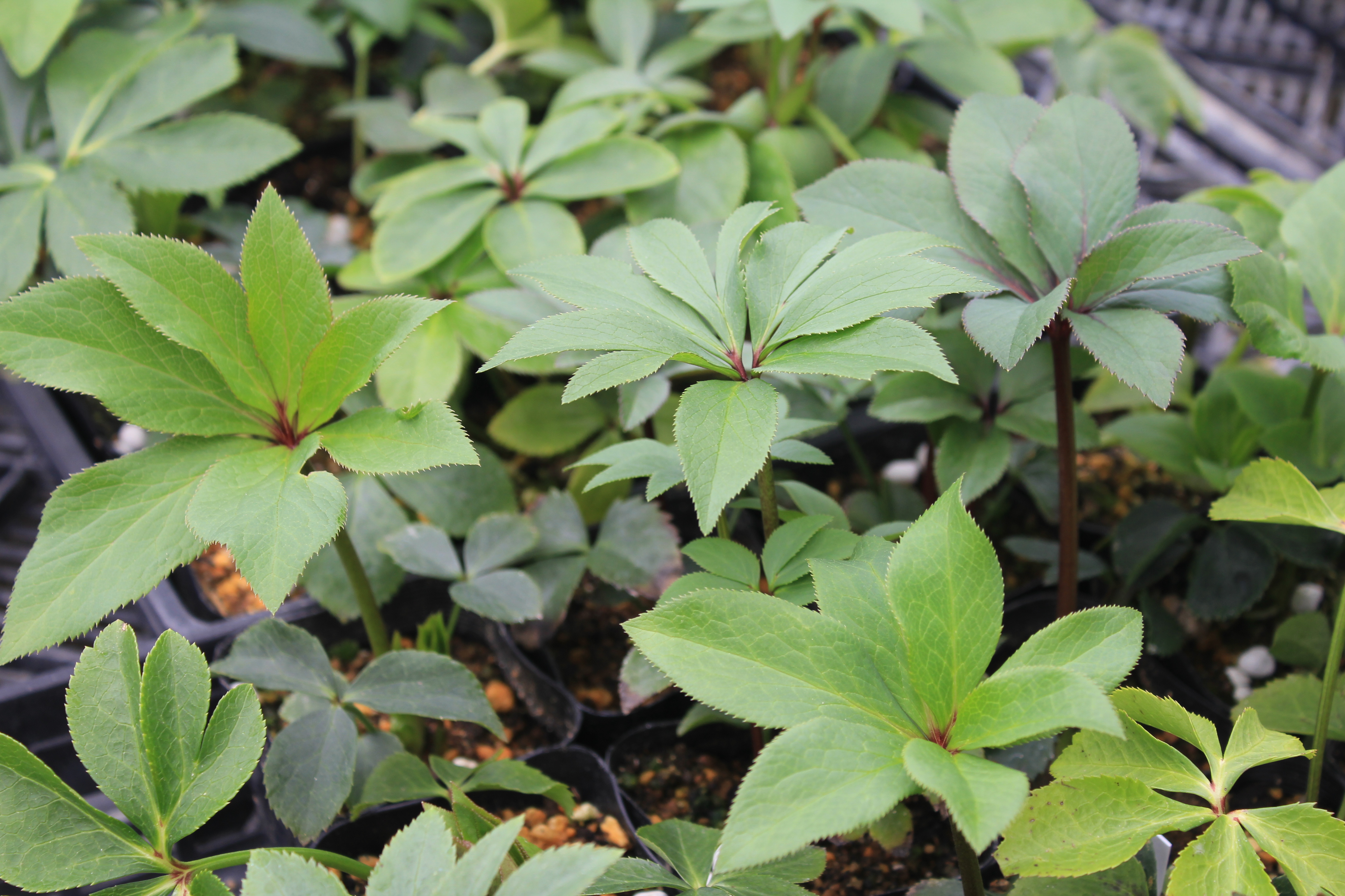 クリスマスローズ　ハイブリダス