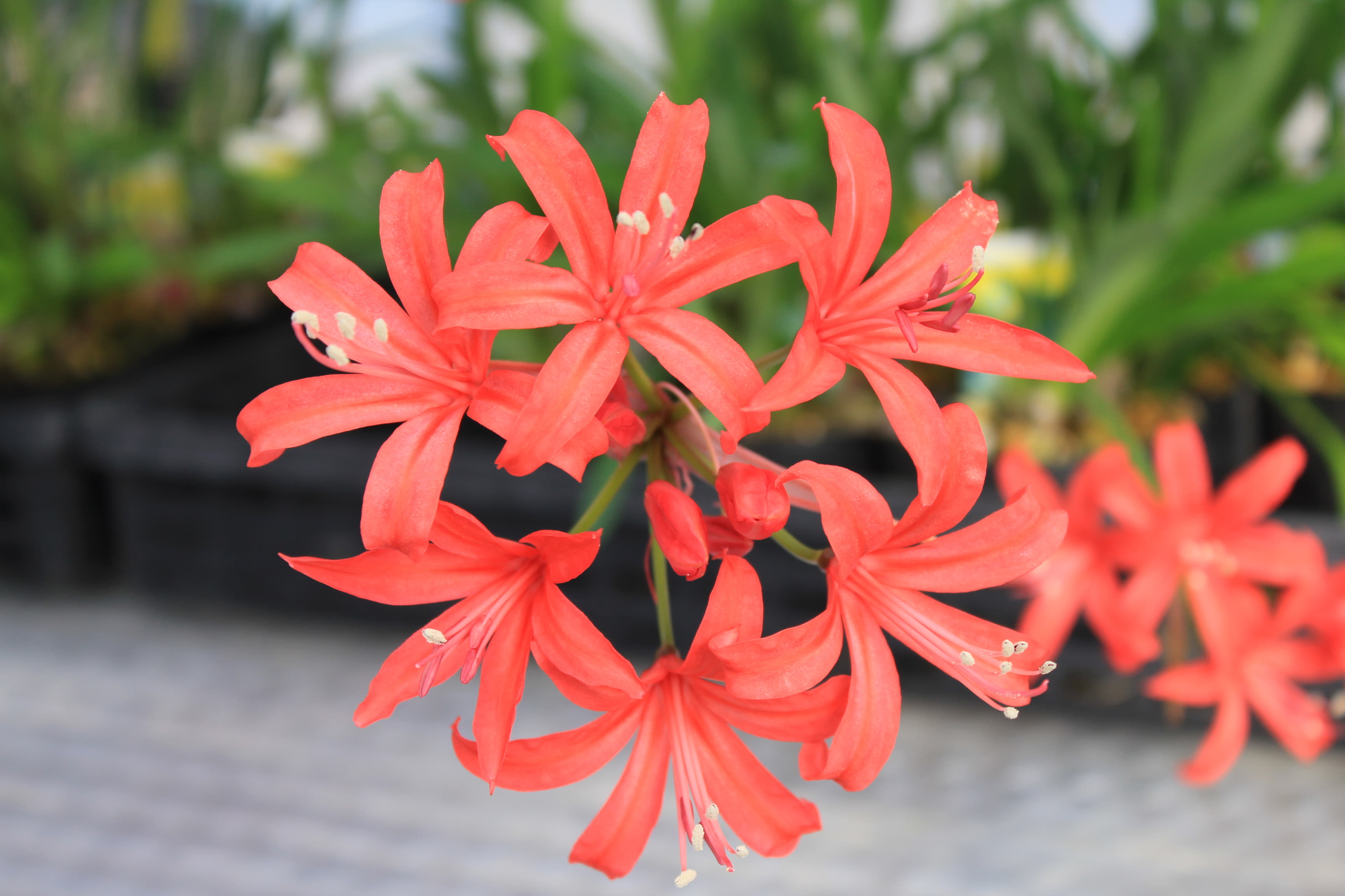 ネリネ　’オレンジダイヤモンド’