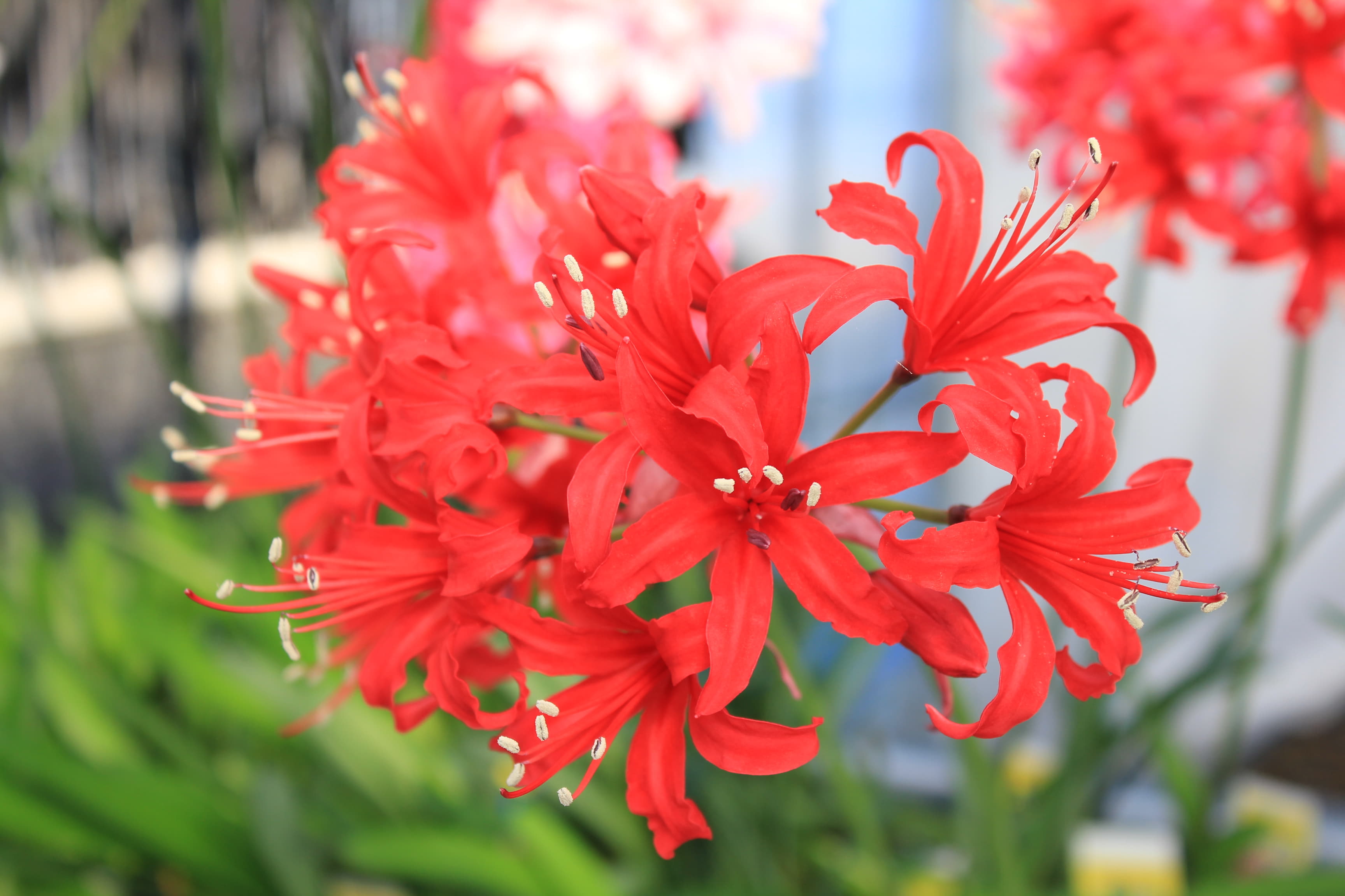 ネリネ　’かがり火’