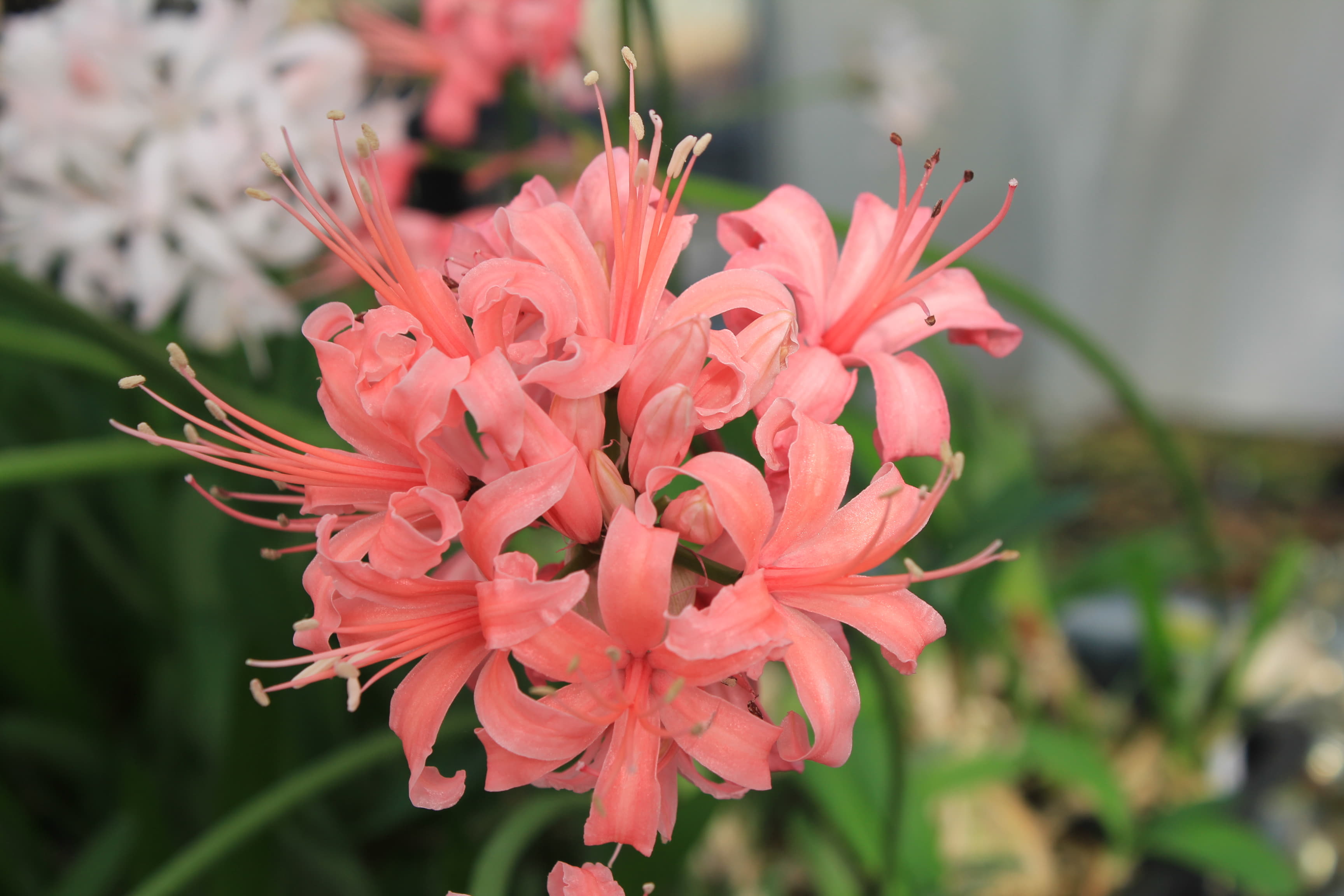 ネリネ　’サーモンダイヤモンド’