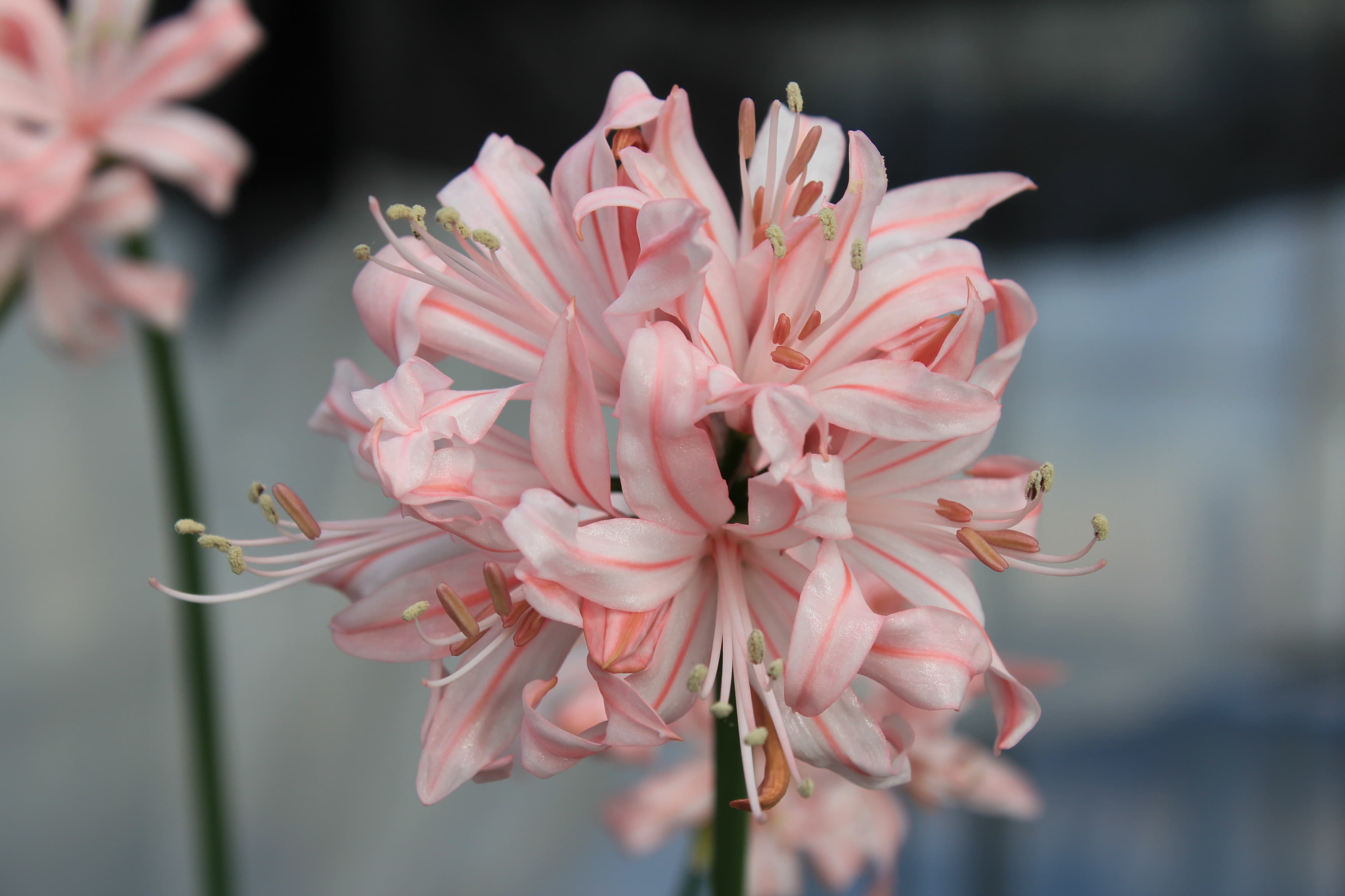 ネリネ　’愛宕’