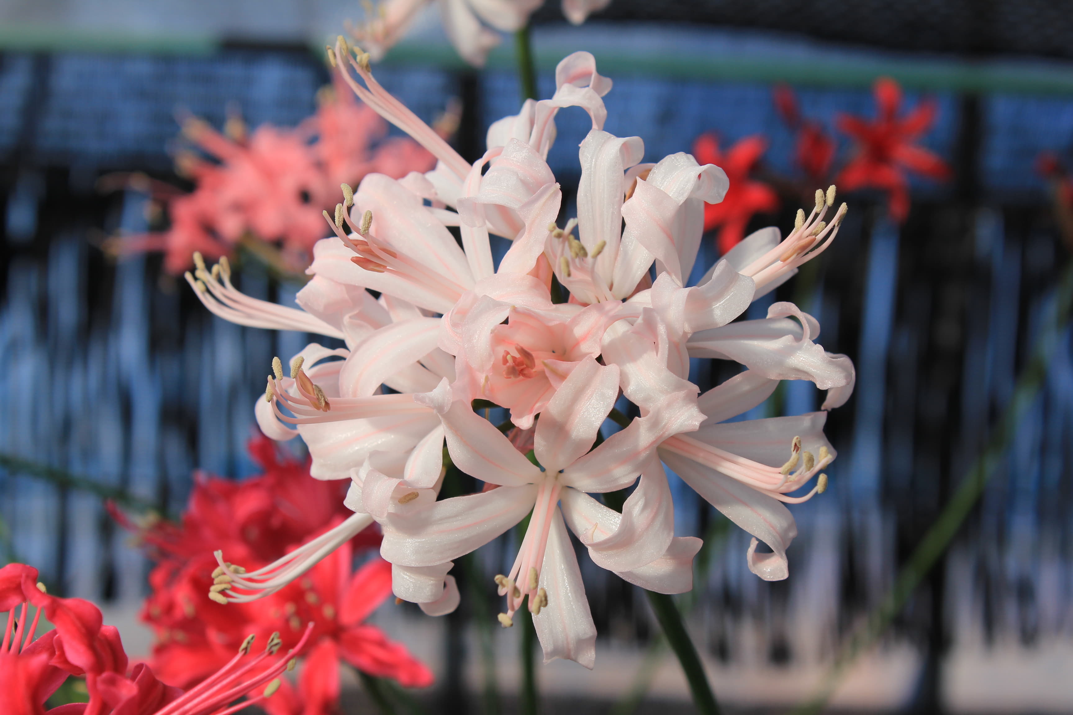 ネリネ　’高尾’