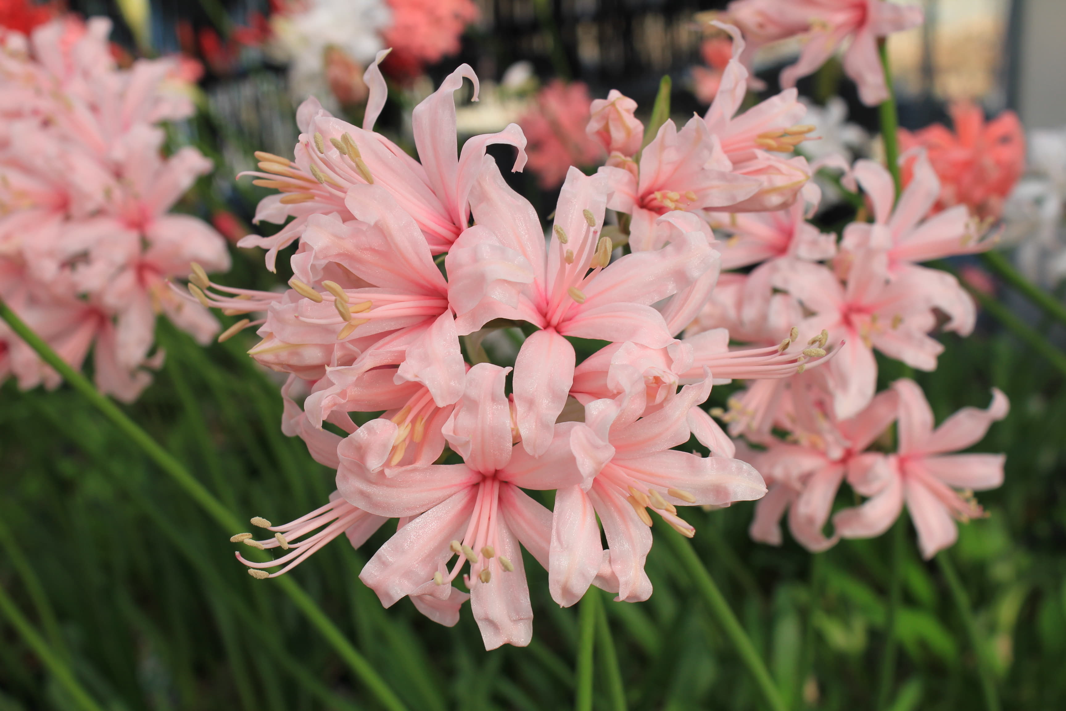 ネリネ　’大山’