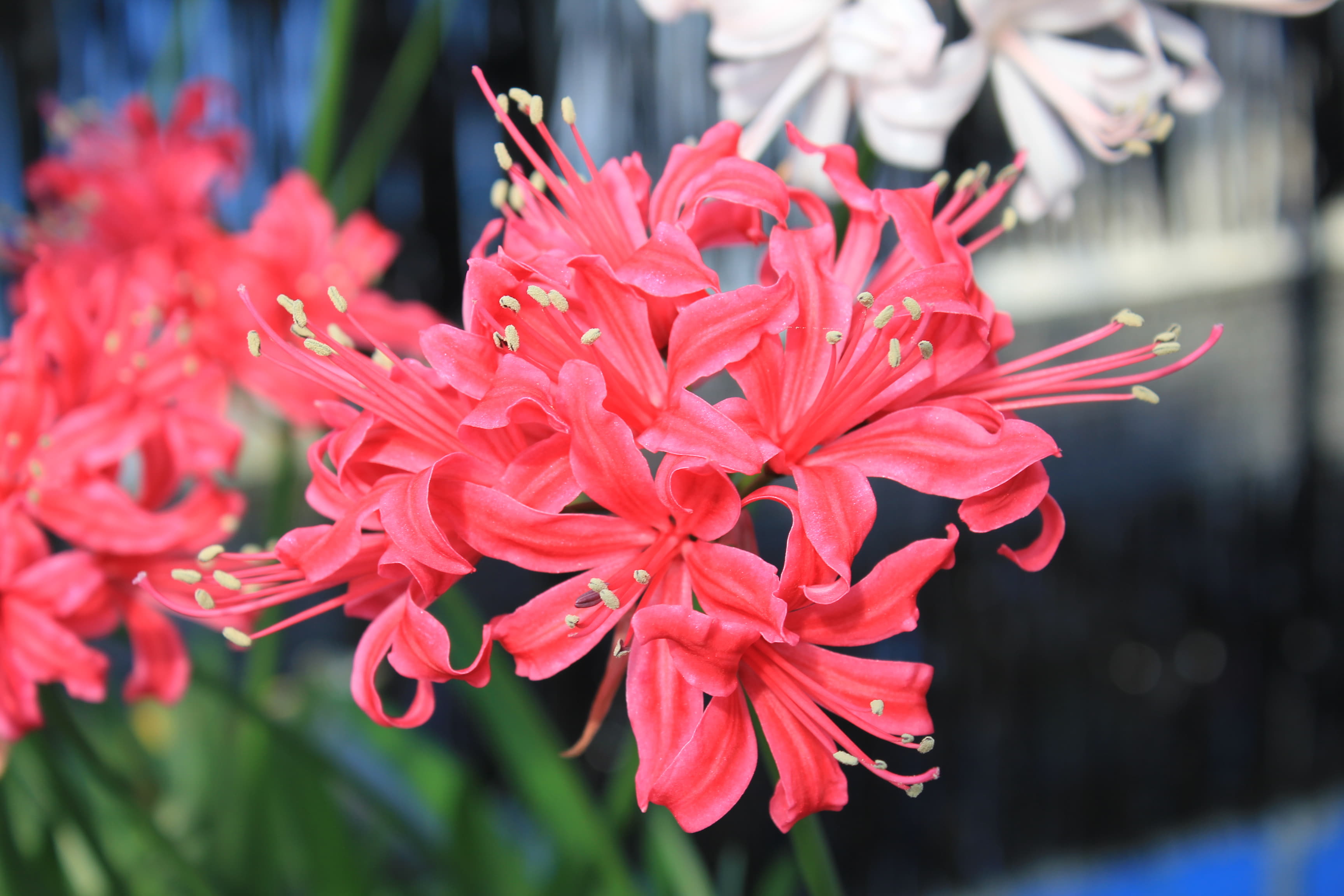 ネリネ　’丹沢’