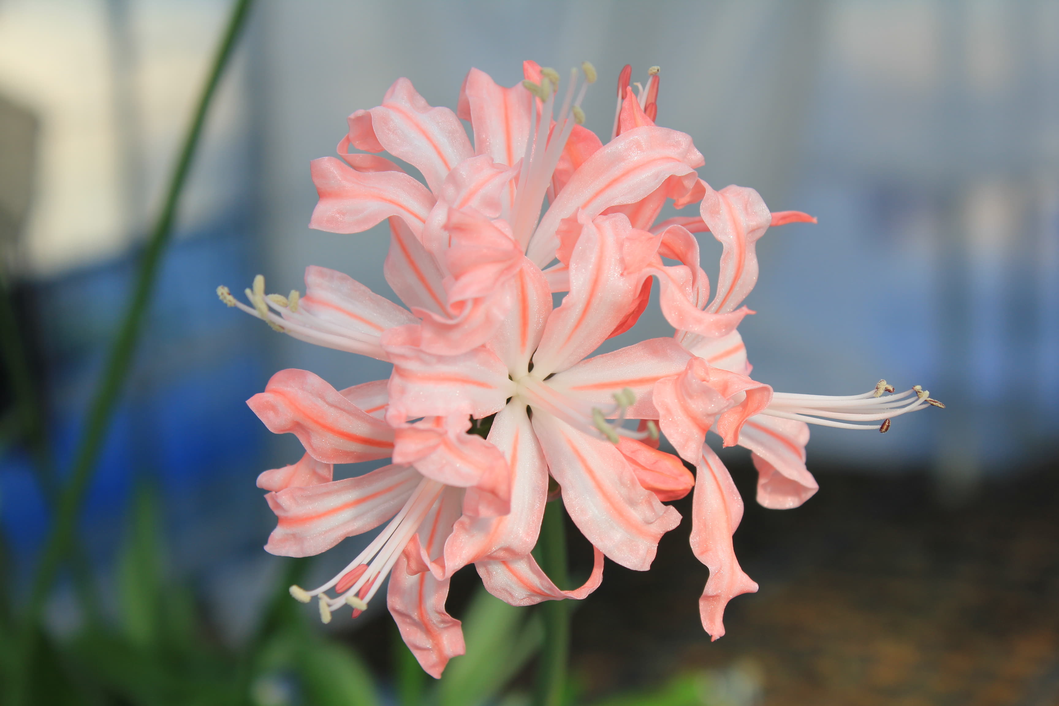 ネリネ　’箱根’