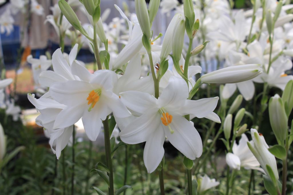 マドンナリリー　球根直径3～4cm