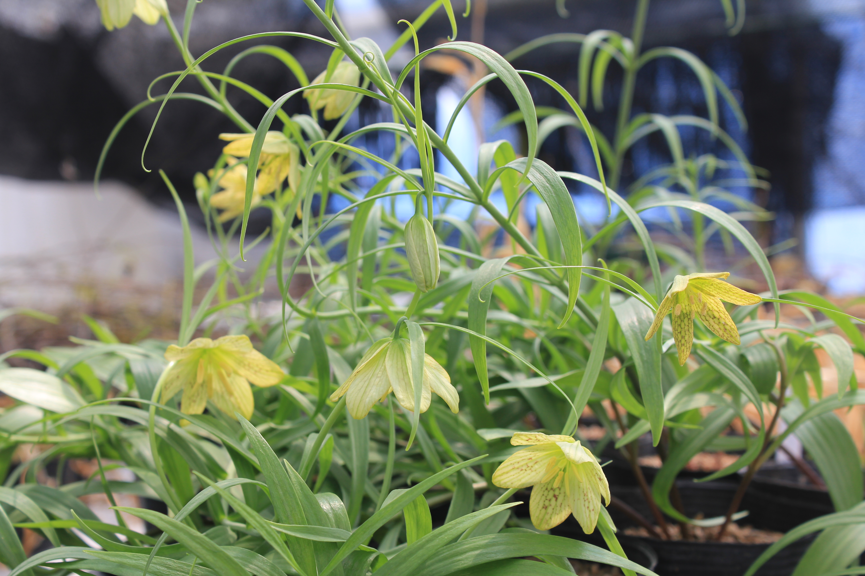 バイモ（アミガサユリ）