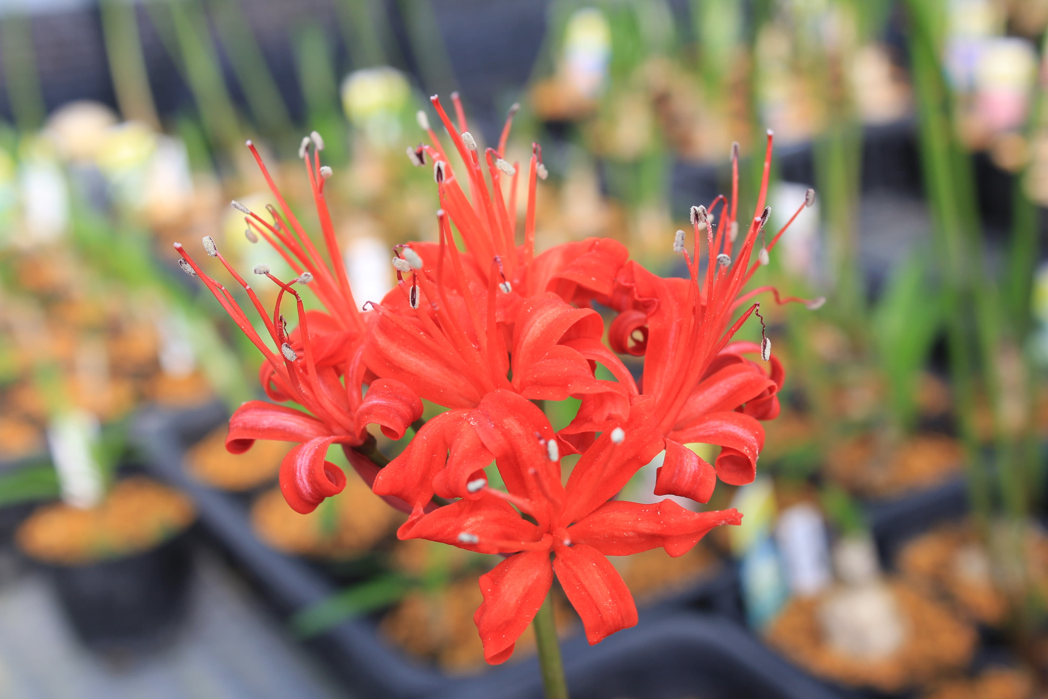 ネリネ　コルスカ　’メジャー’