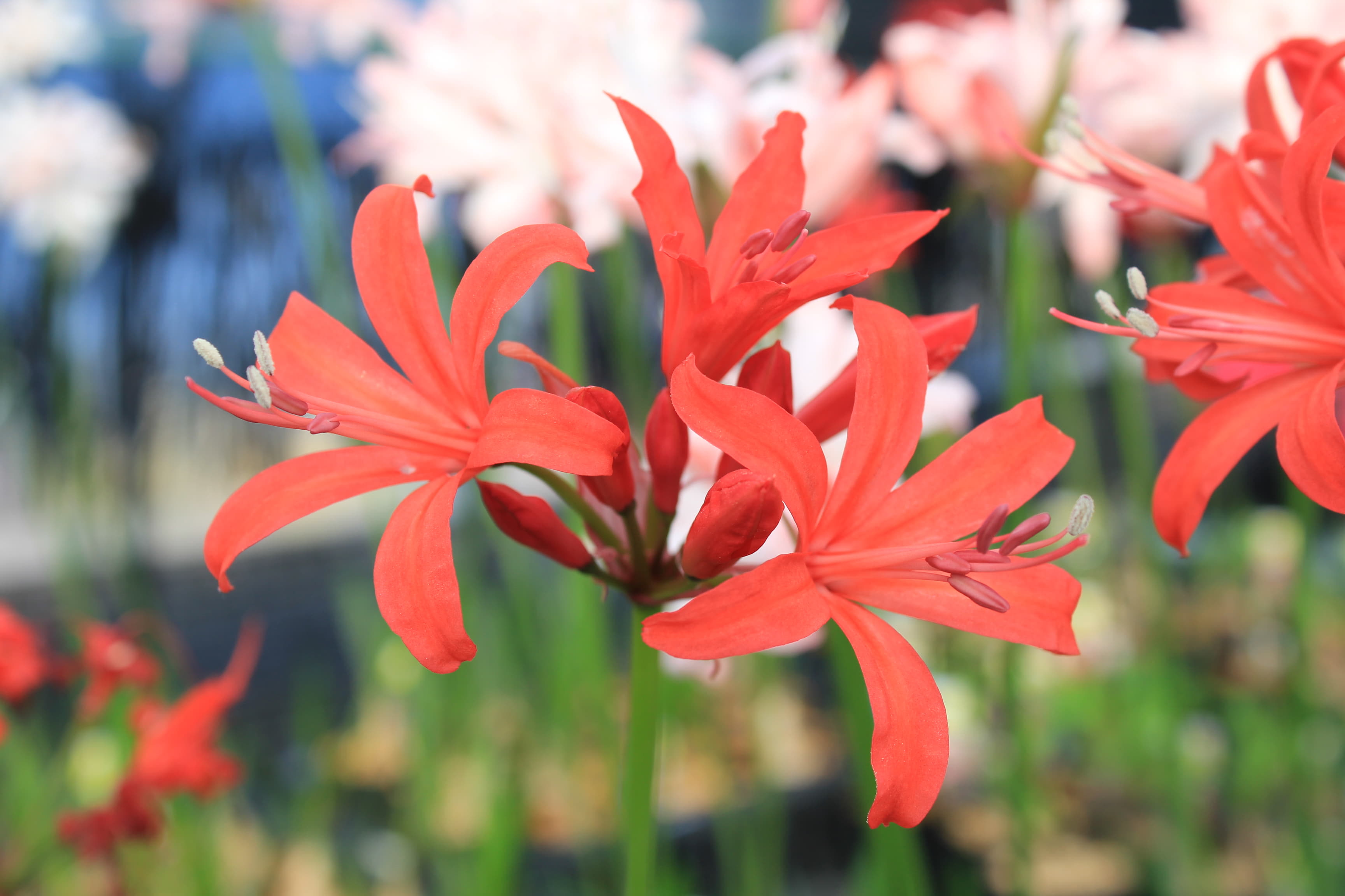 ネリネ　フォザギリ　’メジャー’