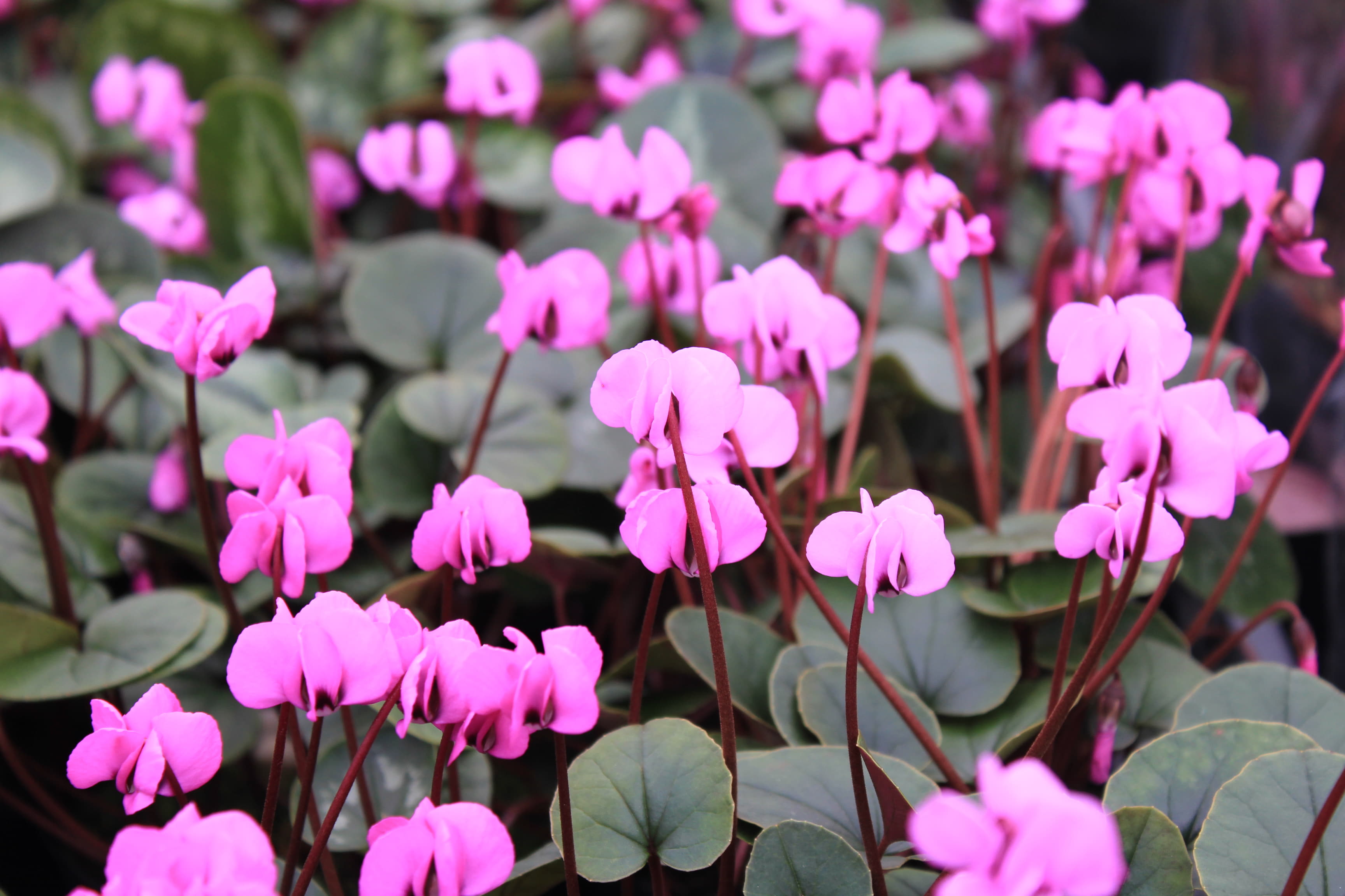 Cyclamen　coum　赤色系