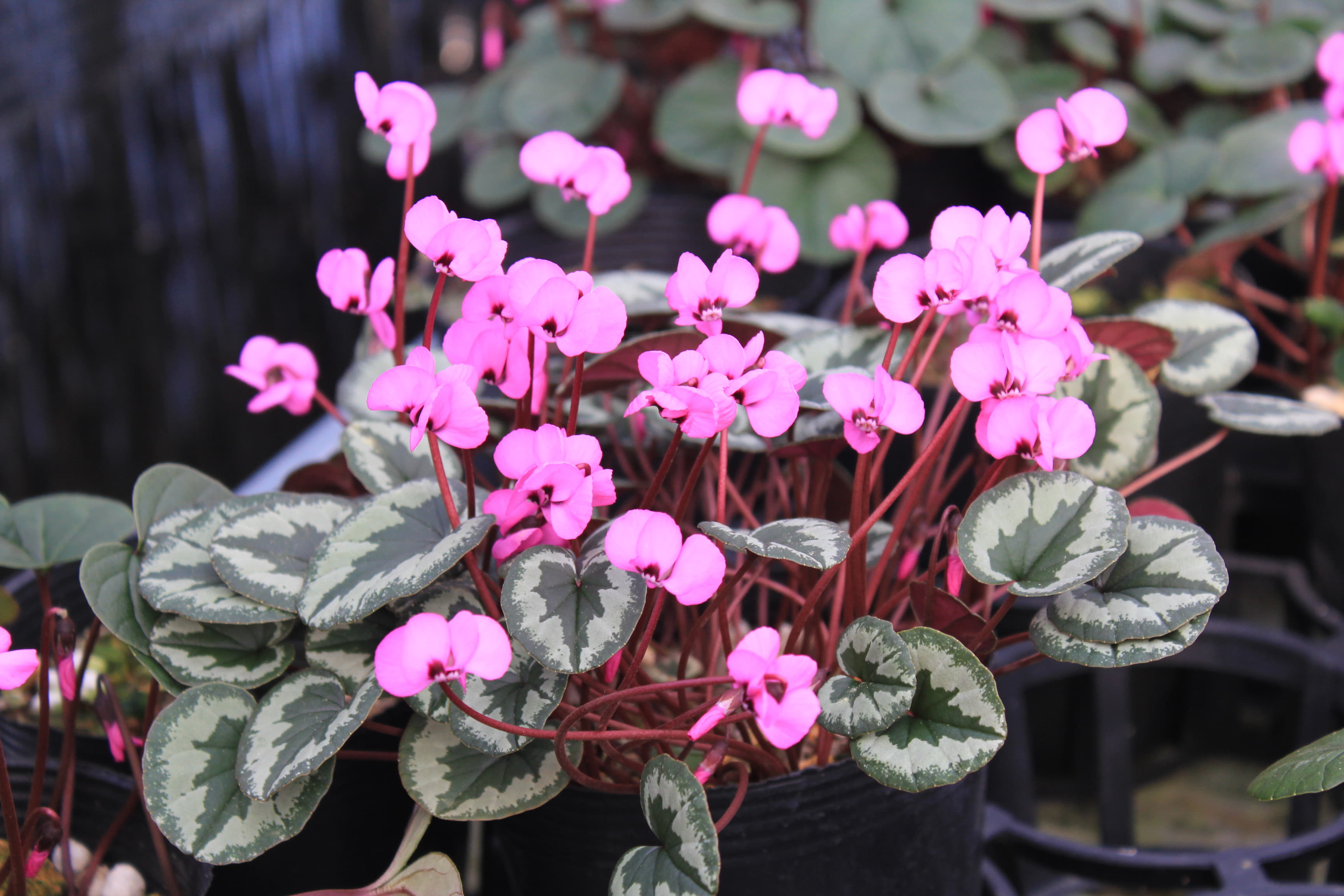 Cyclamen　coum　赤色系