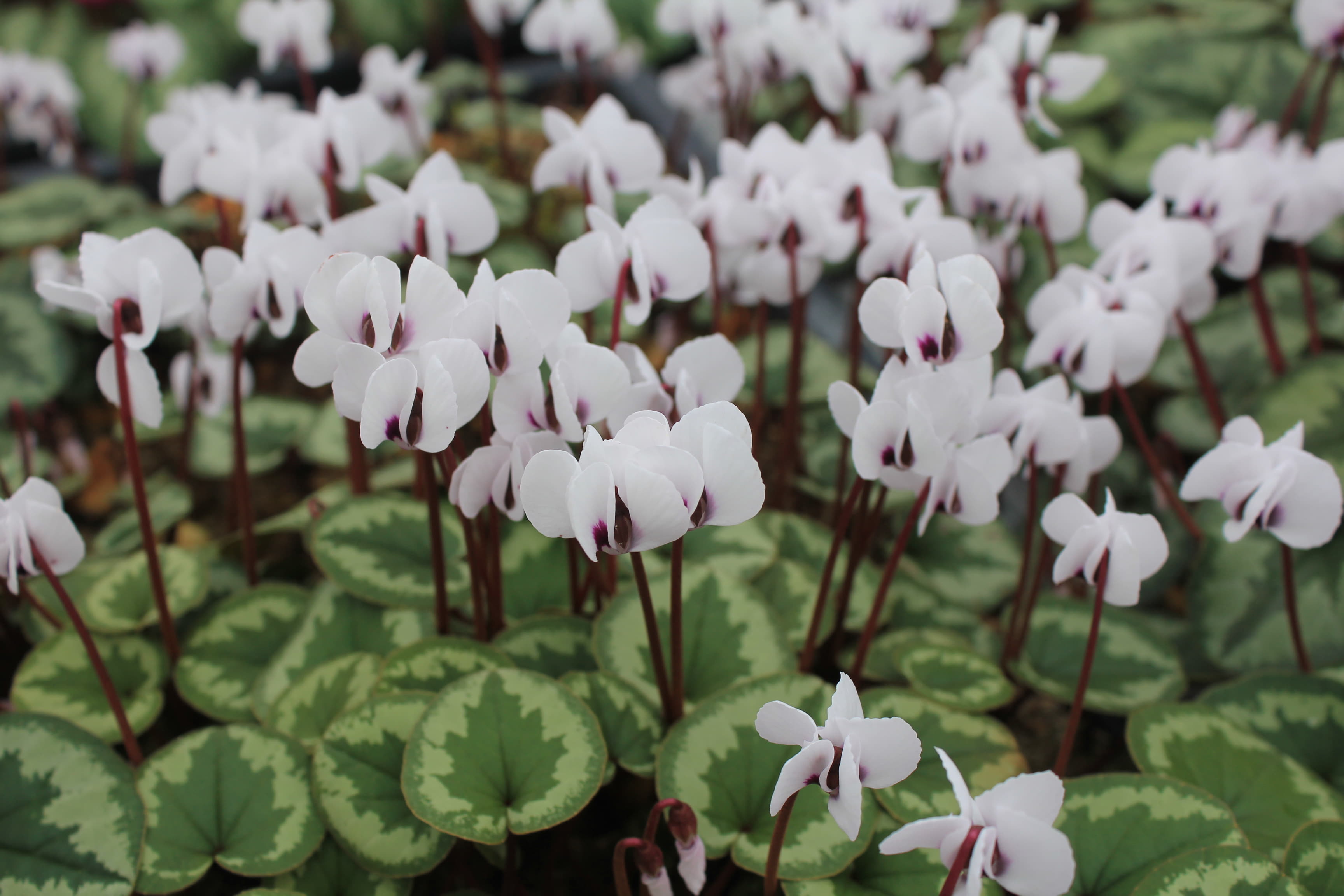 Cyclamen　coum　白色系