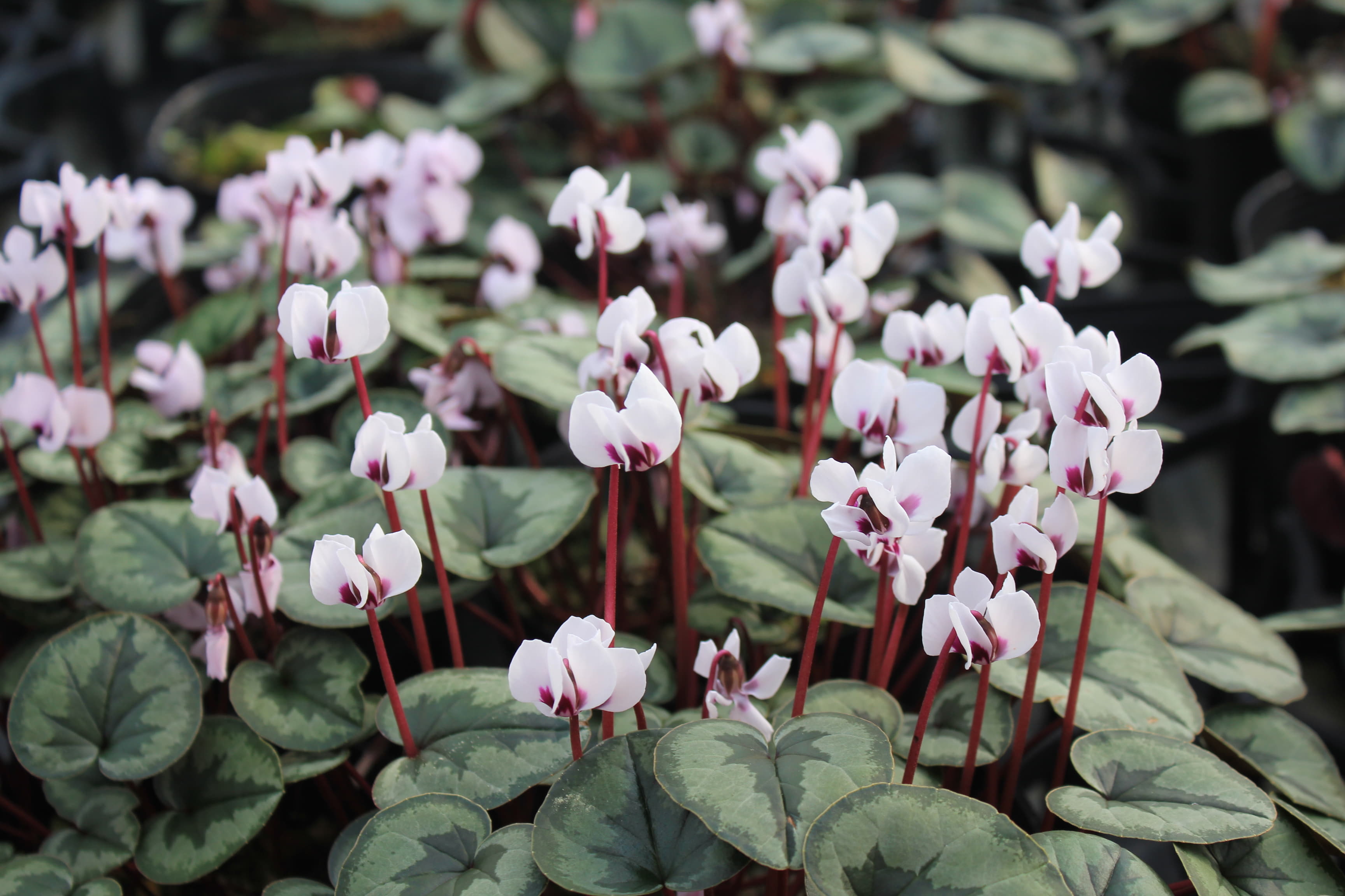 Cyclamen　coum　白色系