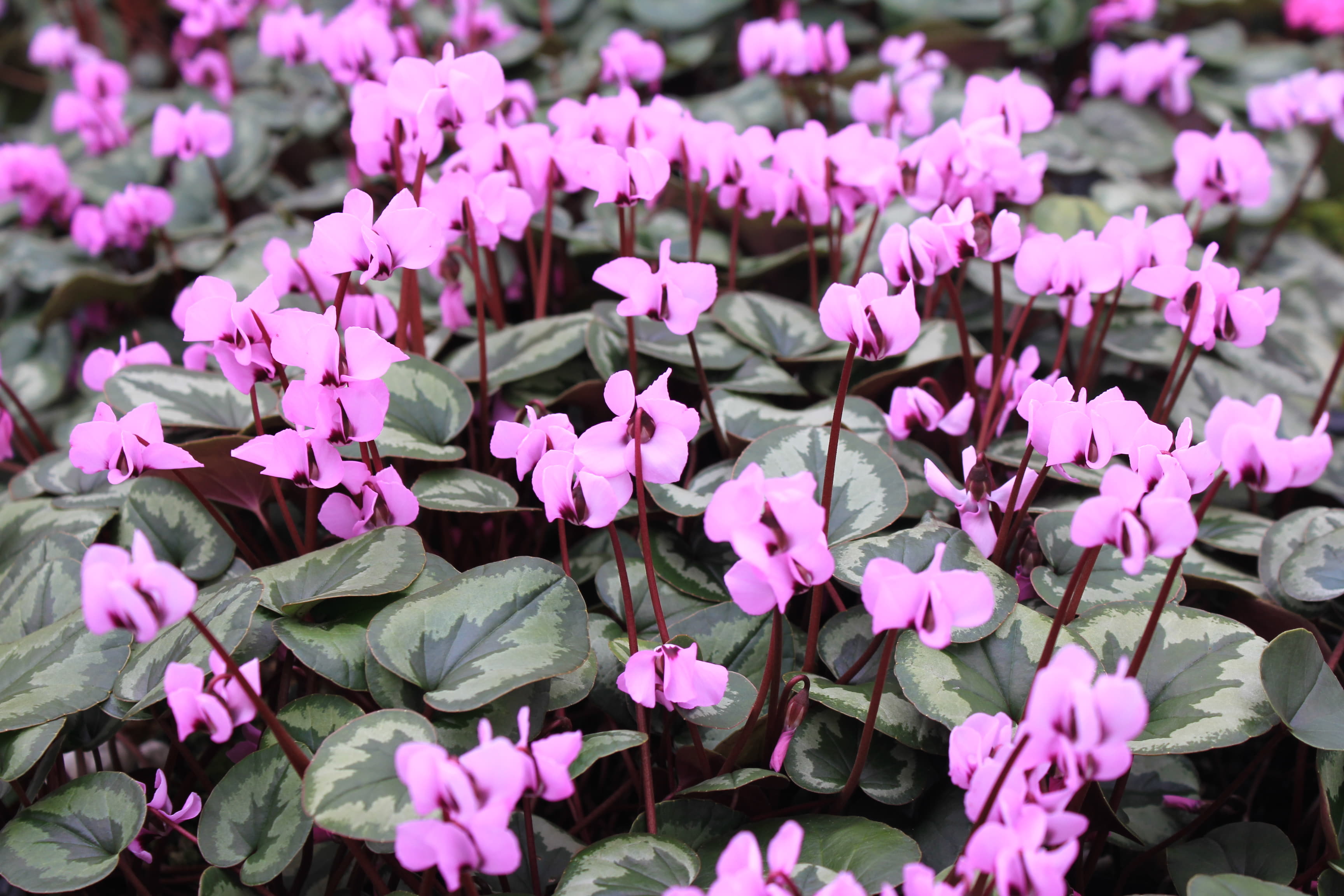 Cyclamen　coum　桃色系