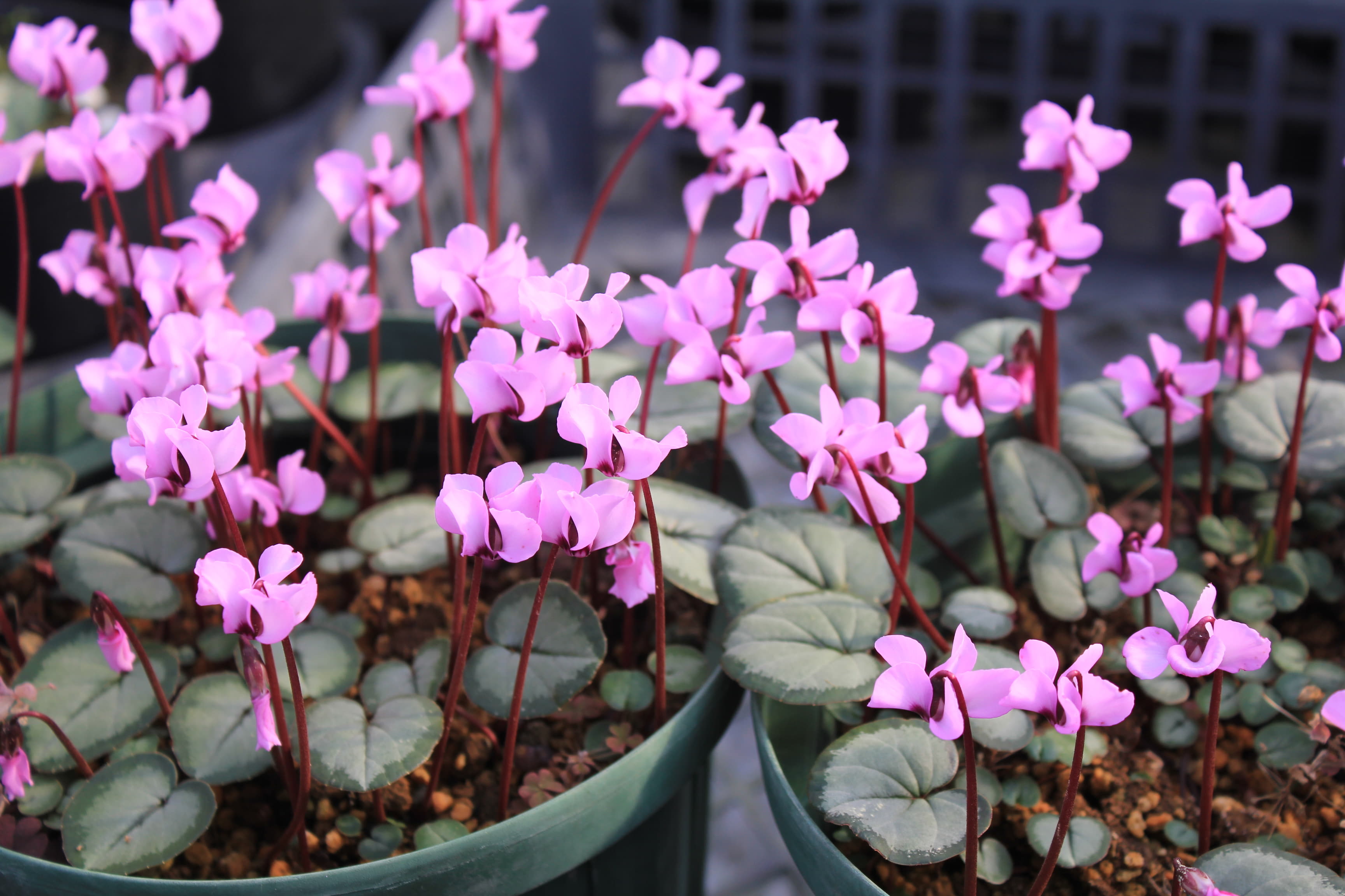 Cyclamen　coum　Silverleaf　formB　桃色系
