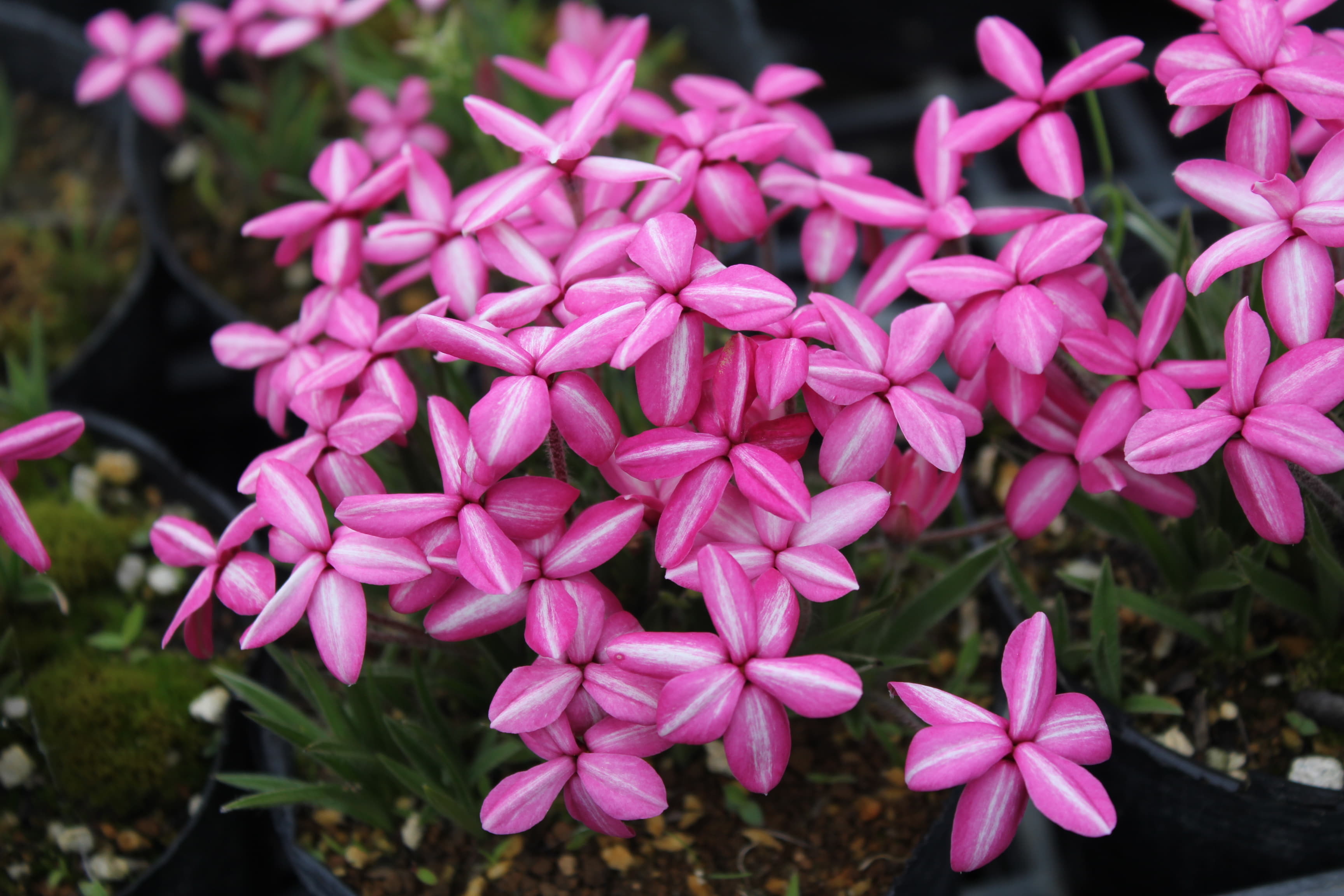 アッツ桜　’都鳥’