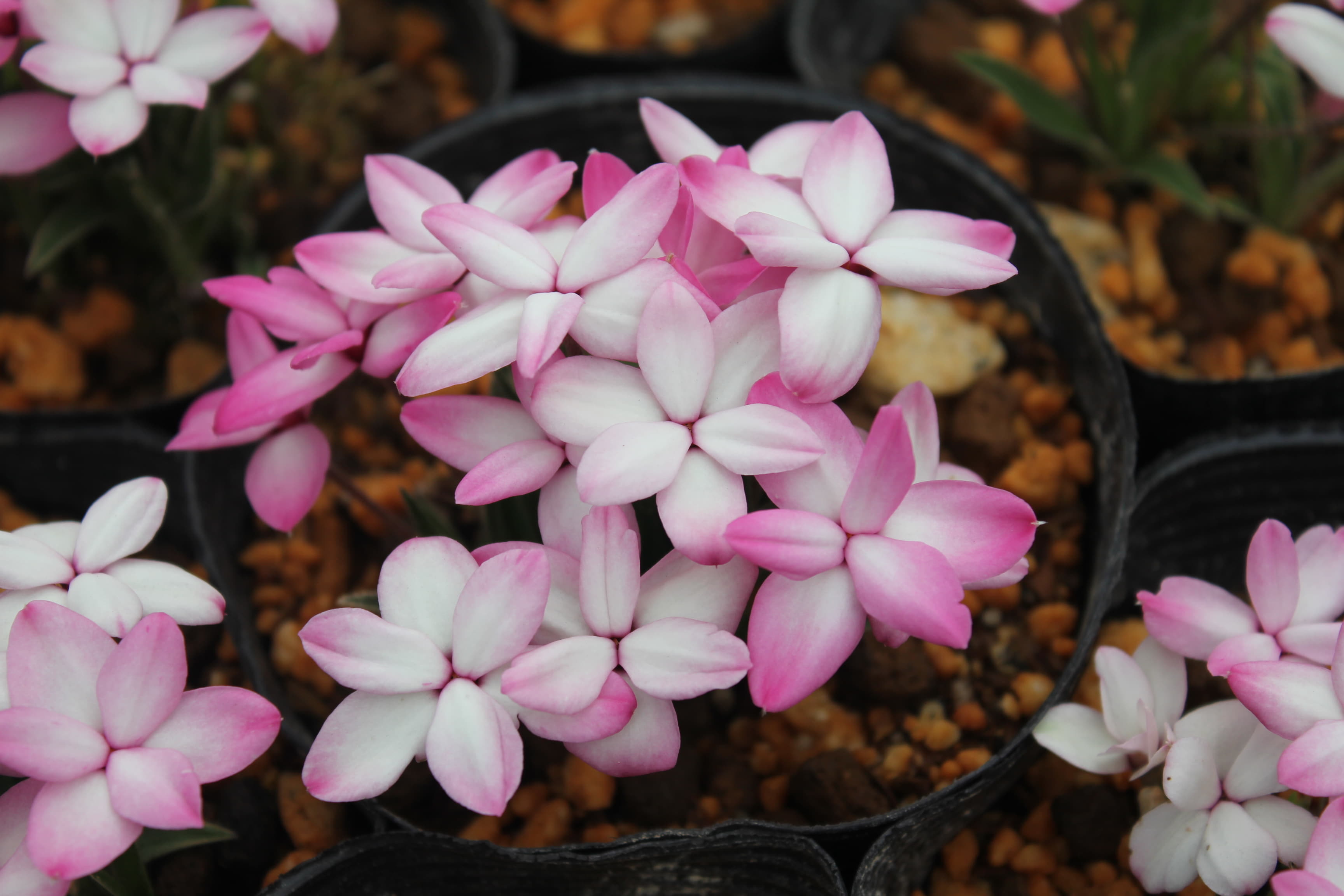 アッツ桜　’ホワイト・ローズ’