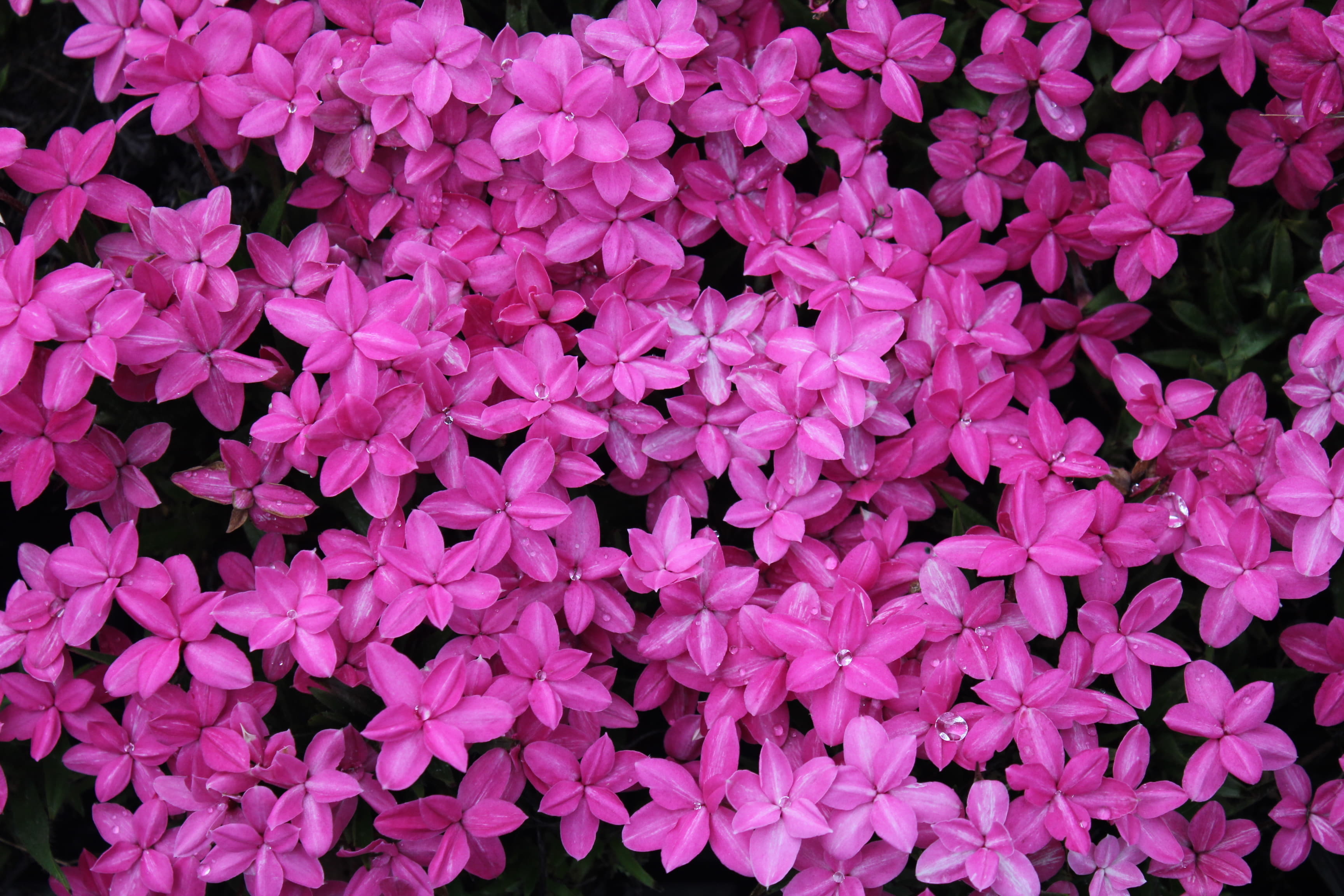 アッツ桜　’ヘブン　ピンク’