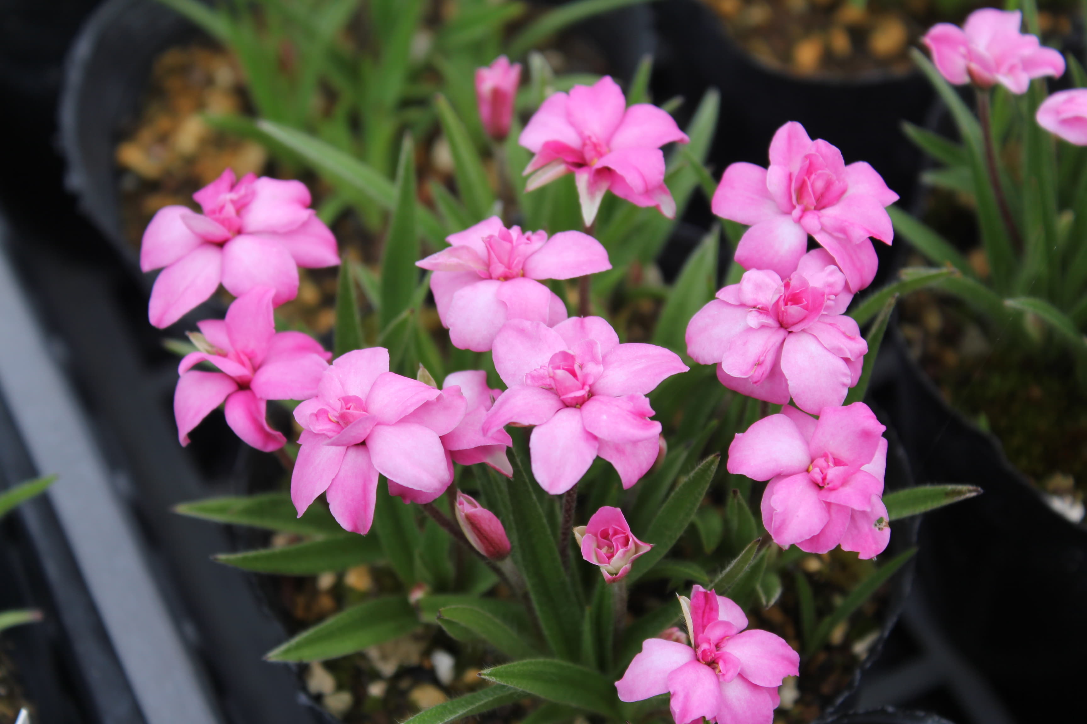 アッツ桜　’フェアリー　ローズ’