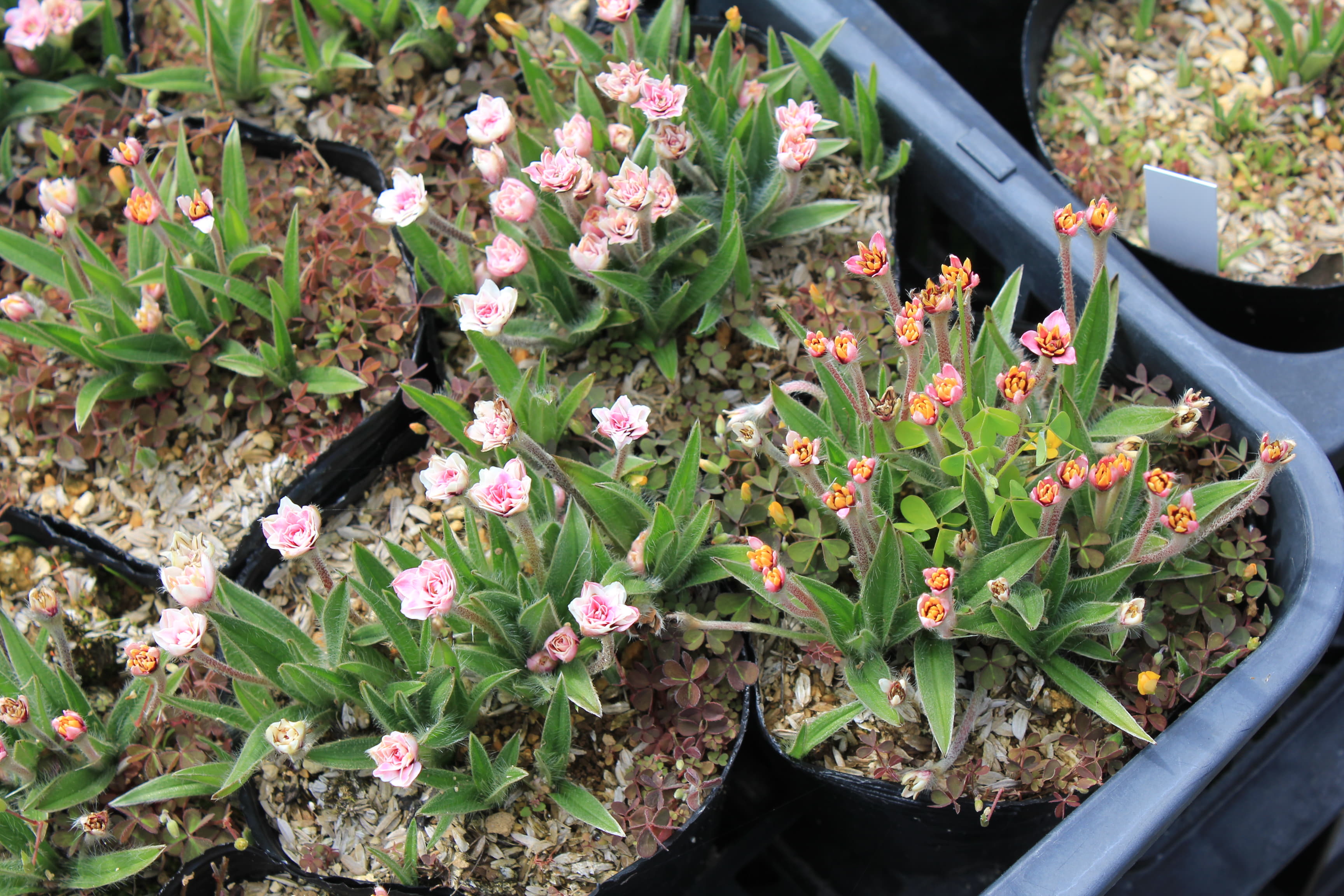 アッツ桜　’白雪姫’