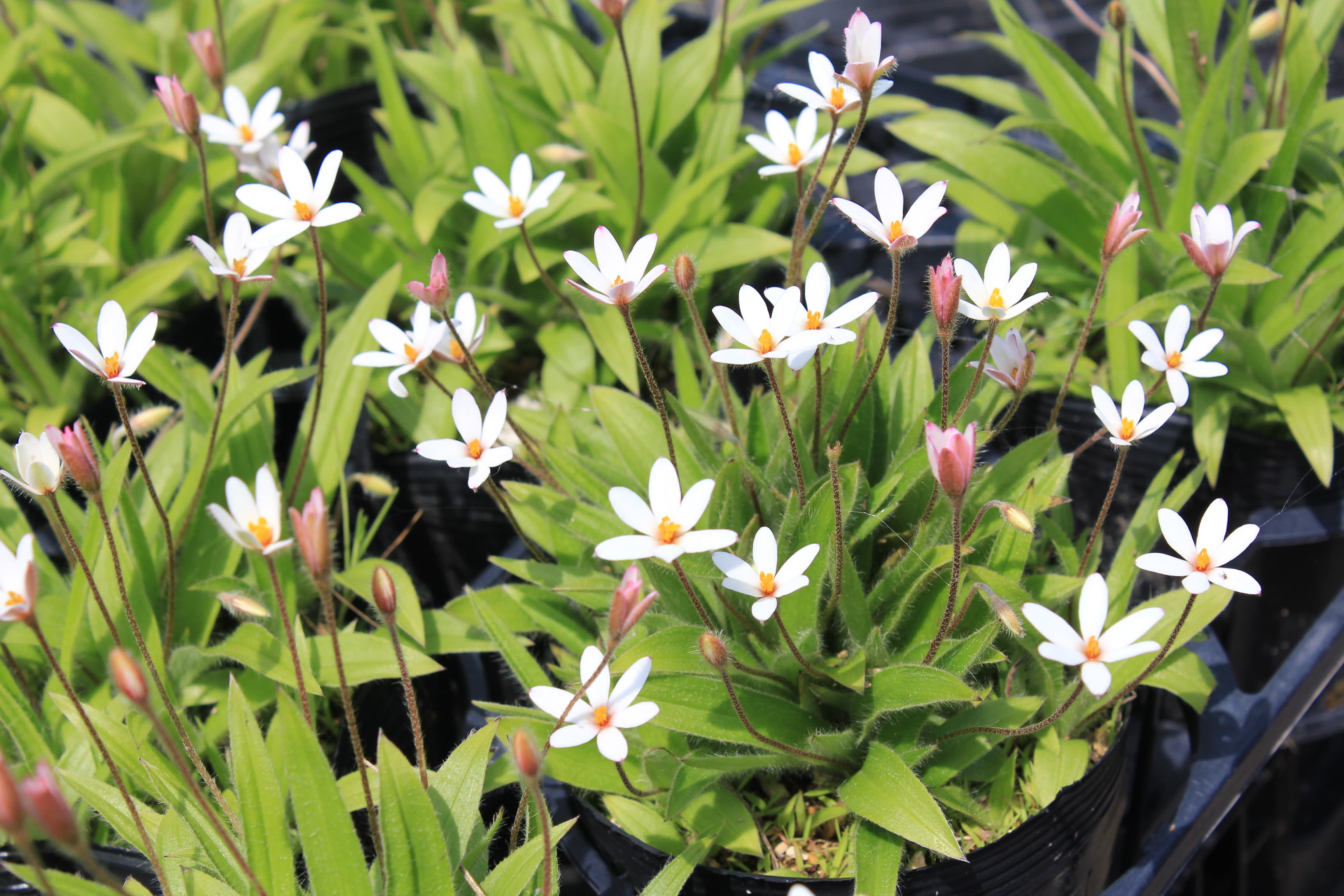 アッツ桜　ヨーロッパ種（ヘブロン　ファーム）　’ジューン・ブライド’