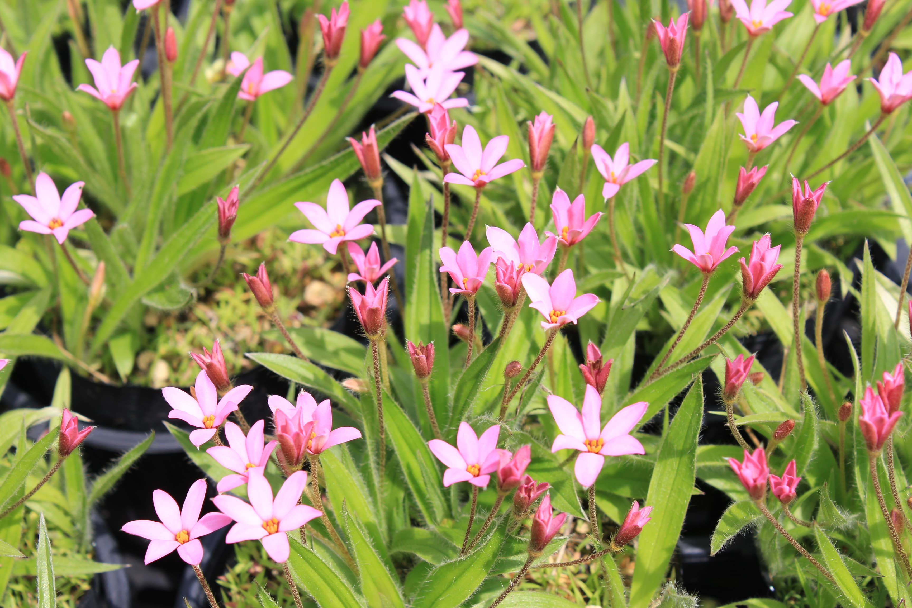 アッツ桜　ヨーロッパ種（ヘブロン　ファーム）　’ピンク・レディ’