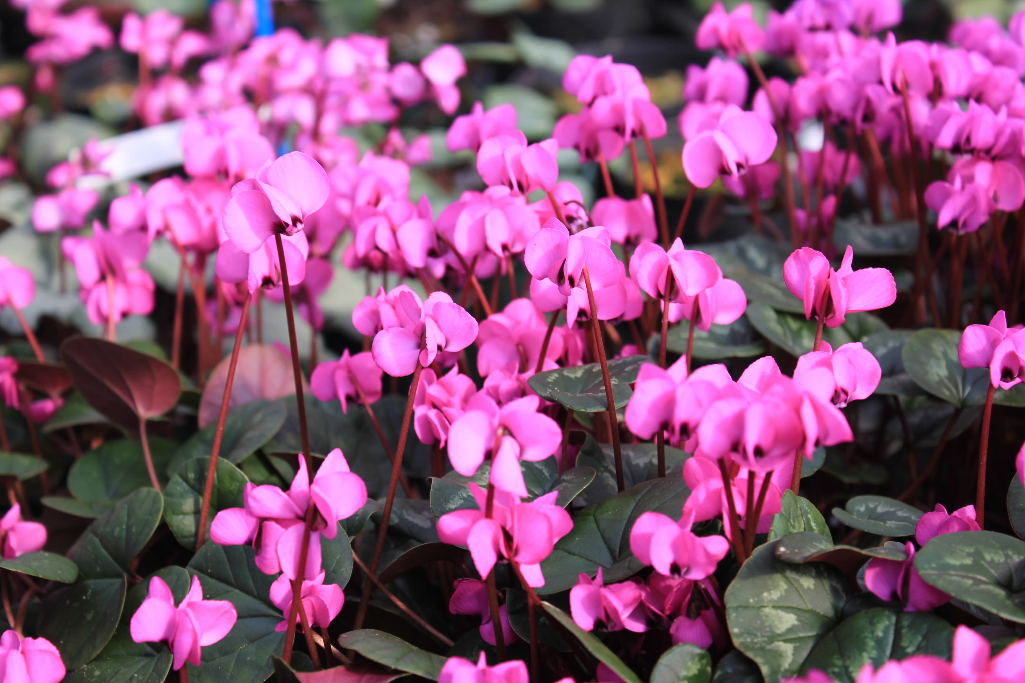 Cyclamen　coum　マゼンタ