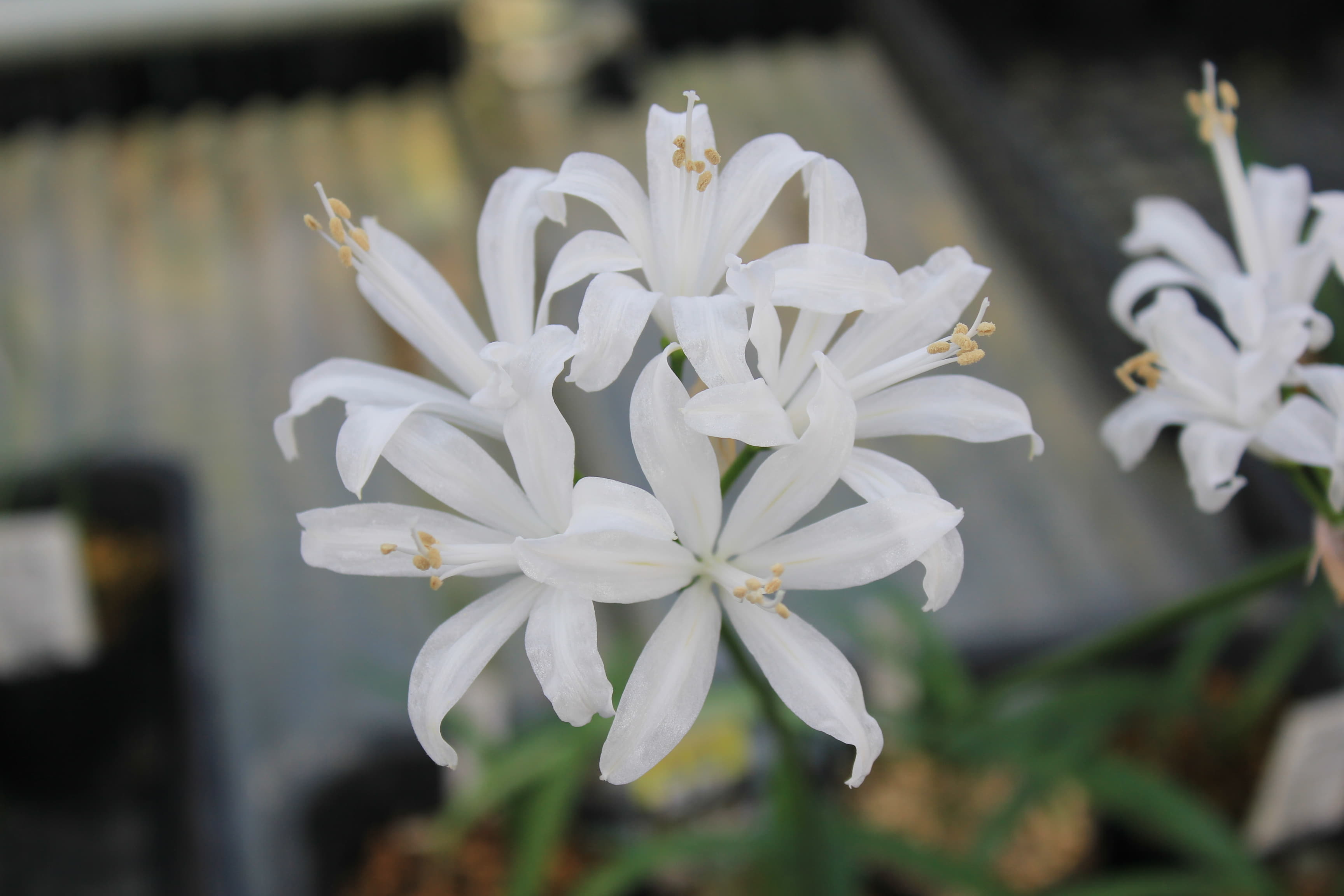 ネリネ　’　至仏　’