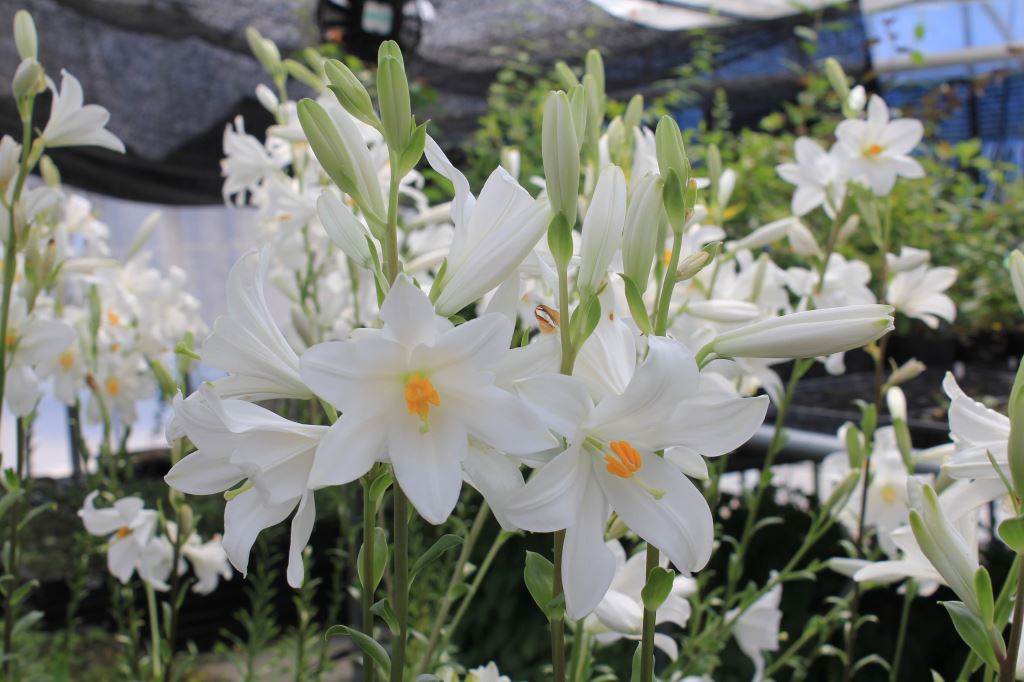 優系マドンナリリー　球根直径5～6cm