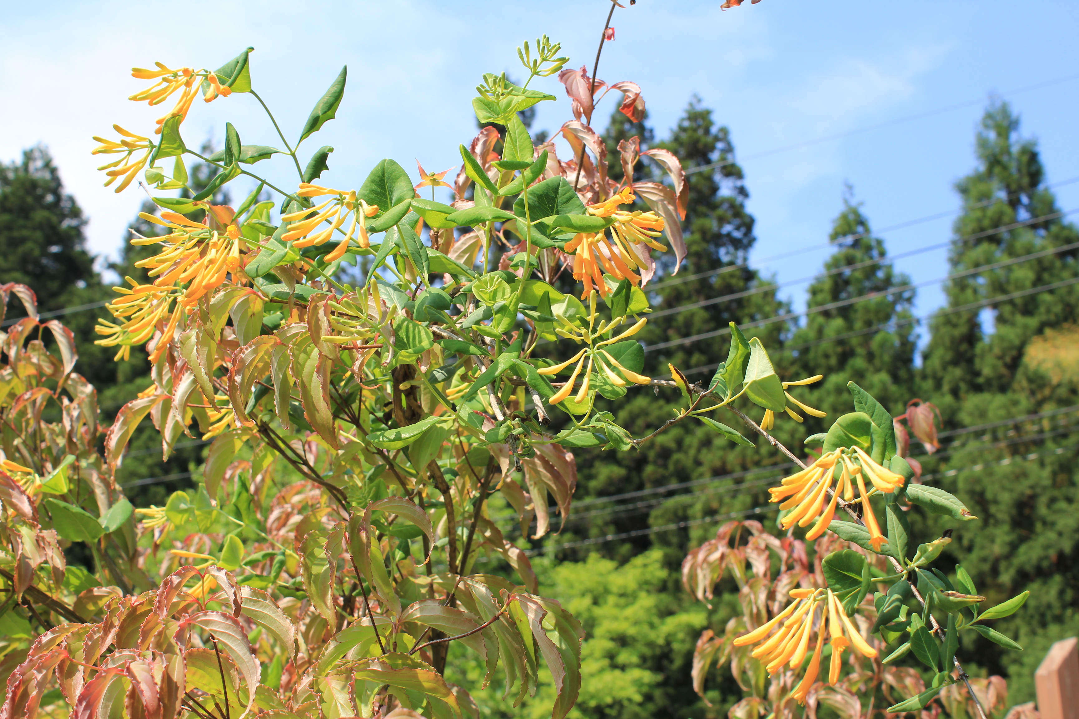 分野別詳細ページ