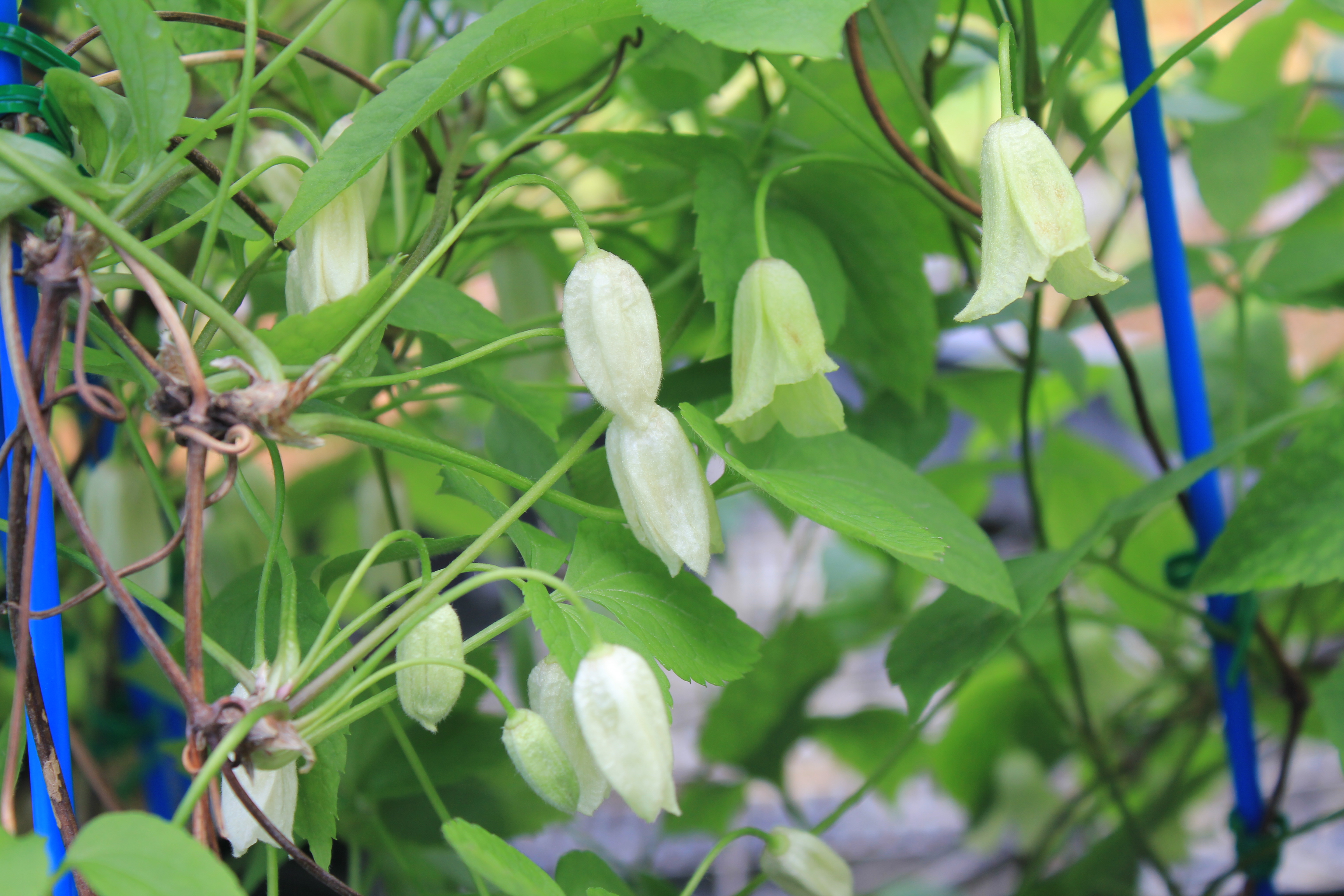 トリガタ　ハンショウヅル　大株