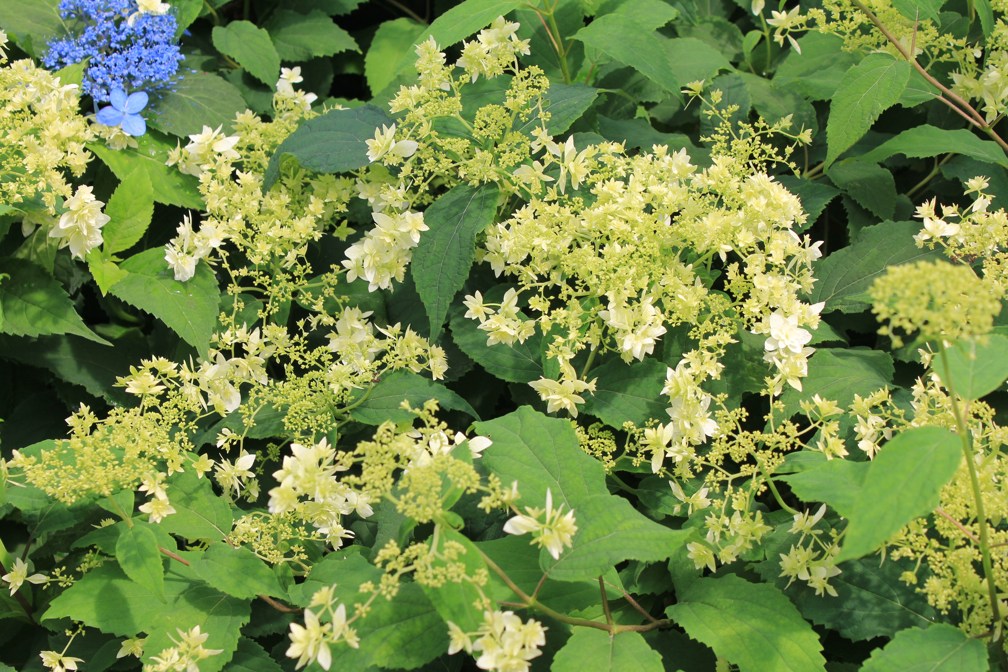 Hydrangea arborescens 