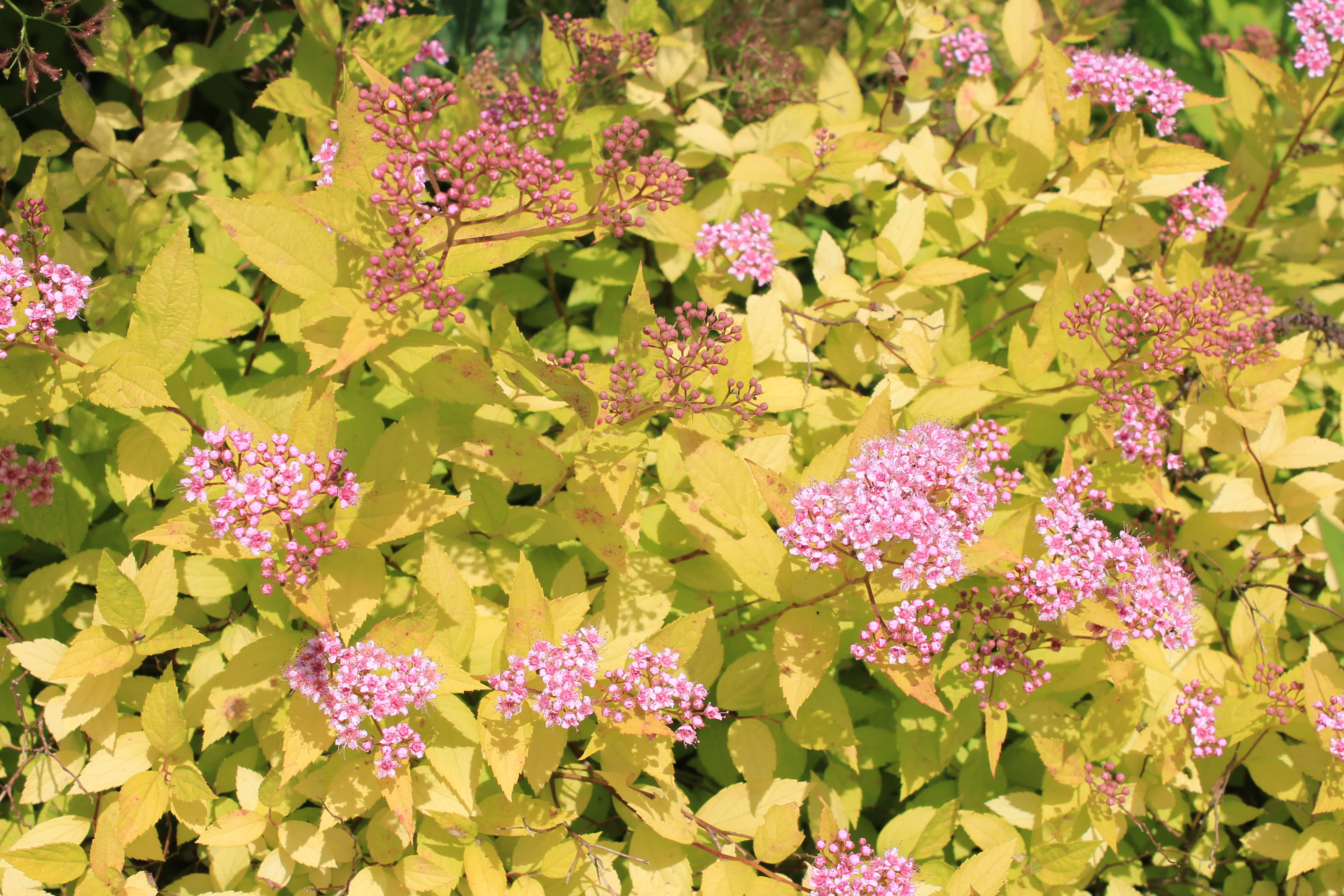 黄金シモツケ　’ゴールド　マウンド’