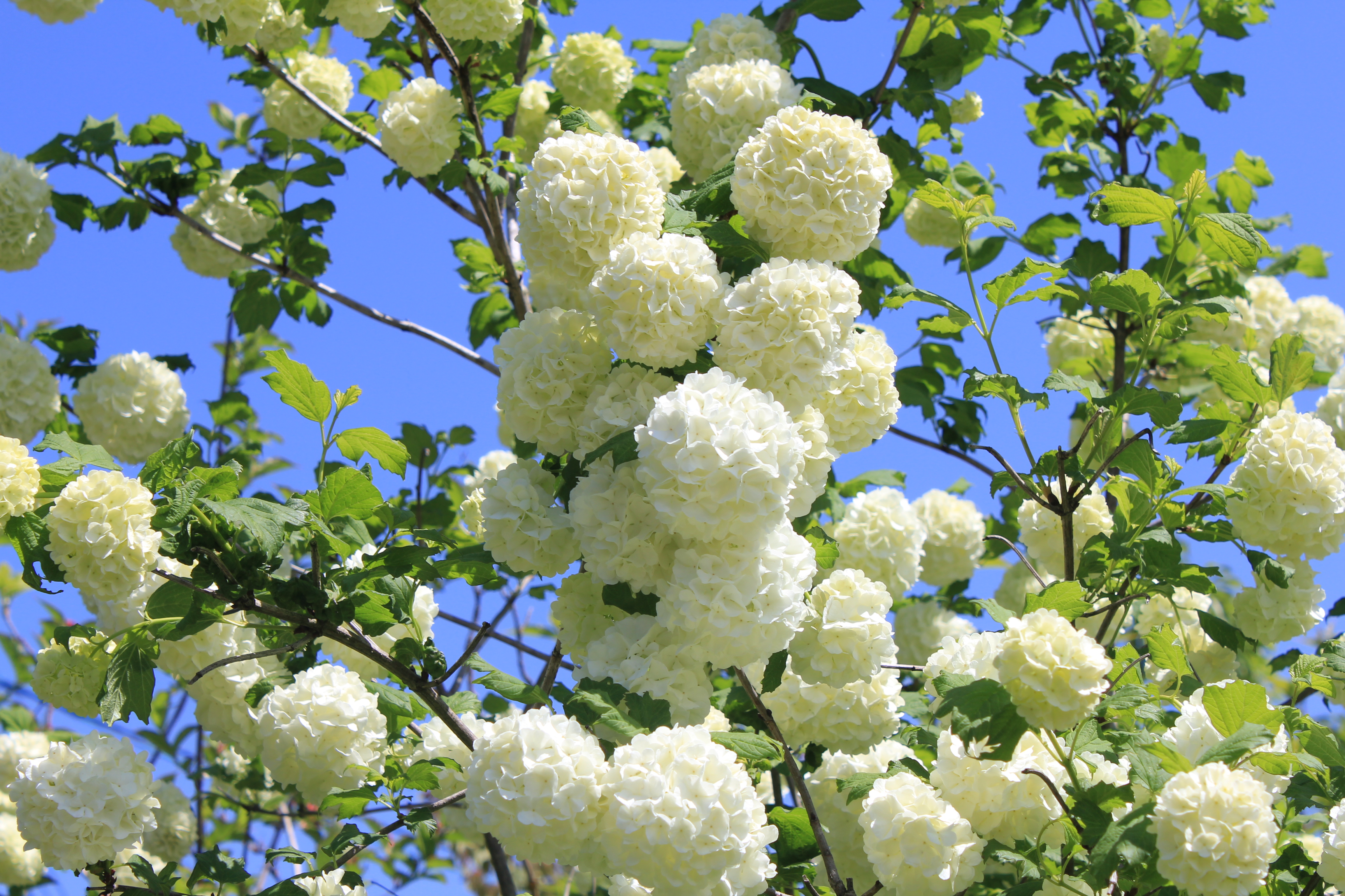 Vib. opulus cv. Sterile 