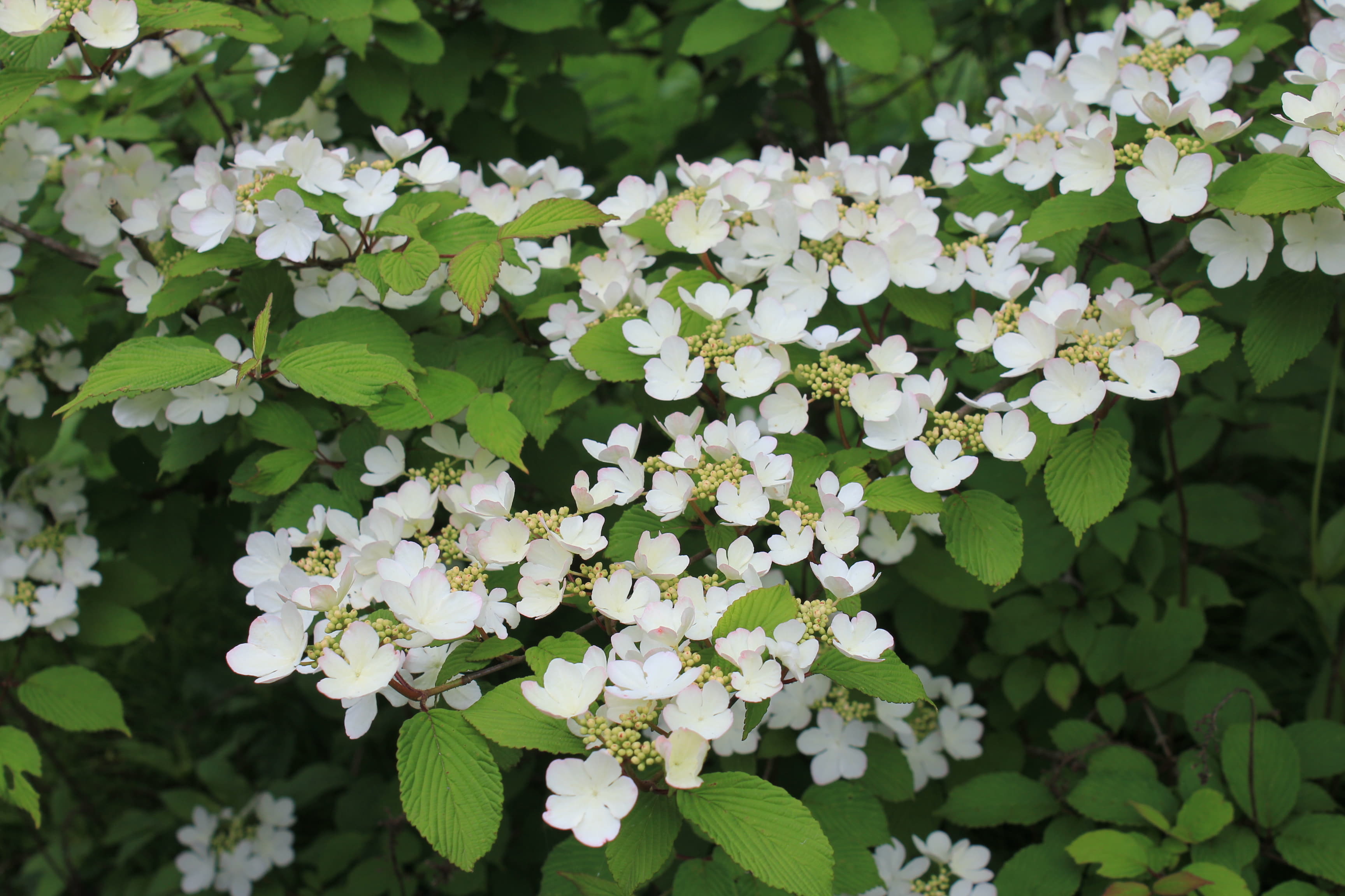 ヤブデマリ　’ピンク・ビューティ’（Viburnum plicatum 
