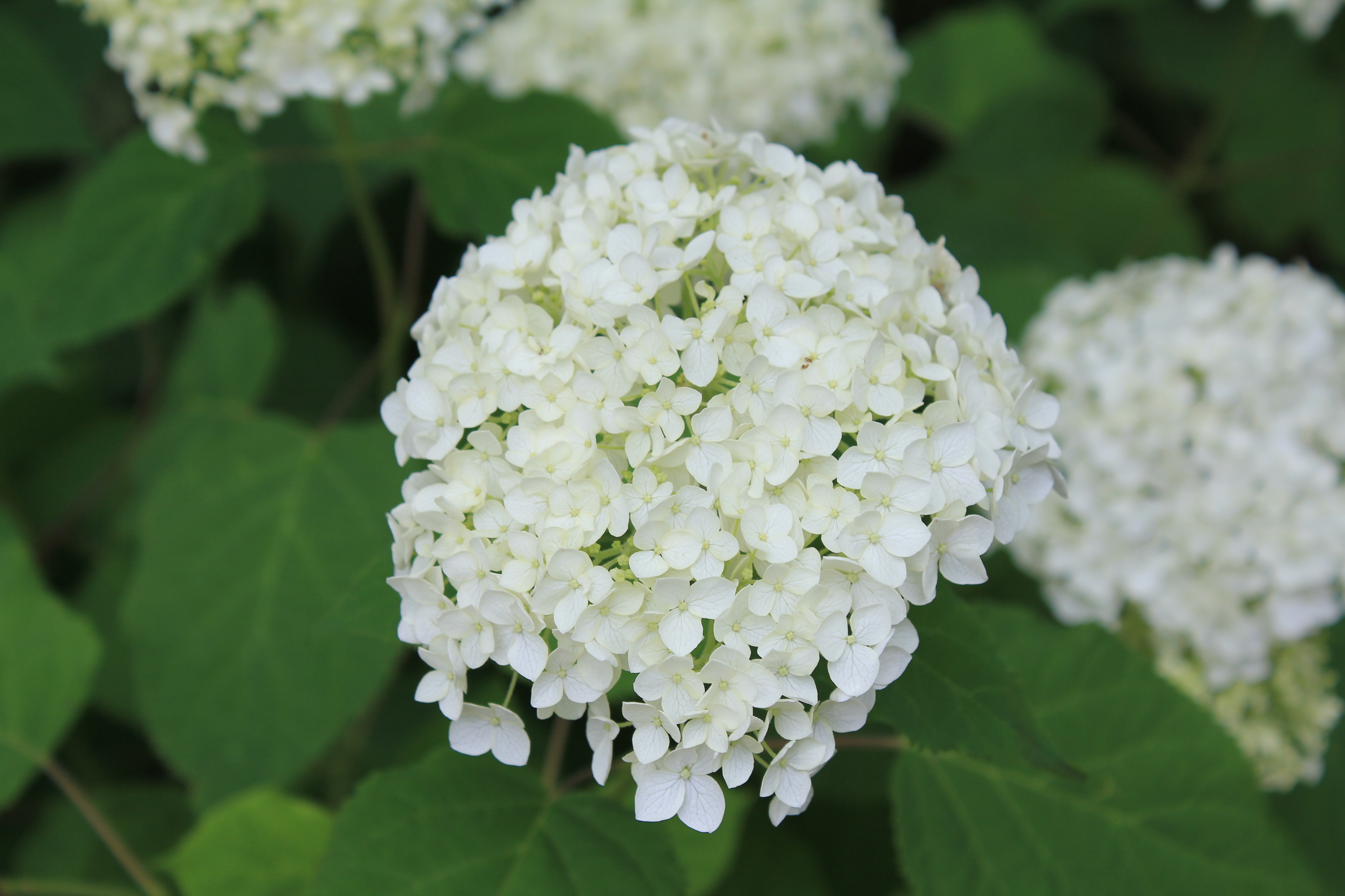 アメリカ　ノリノキ　’アナベル’