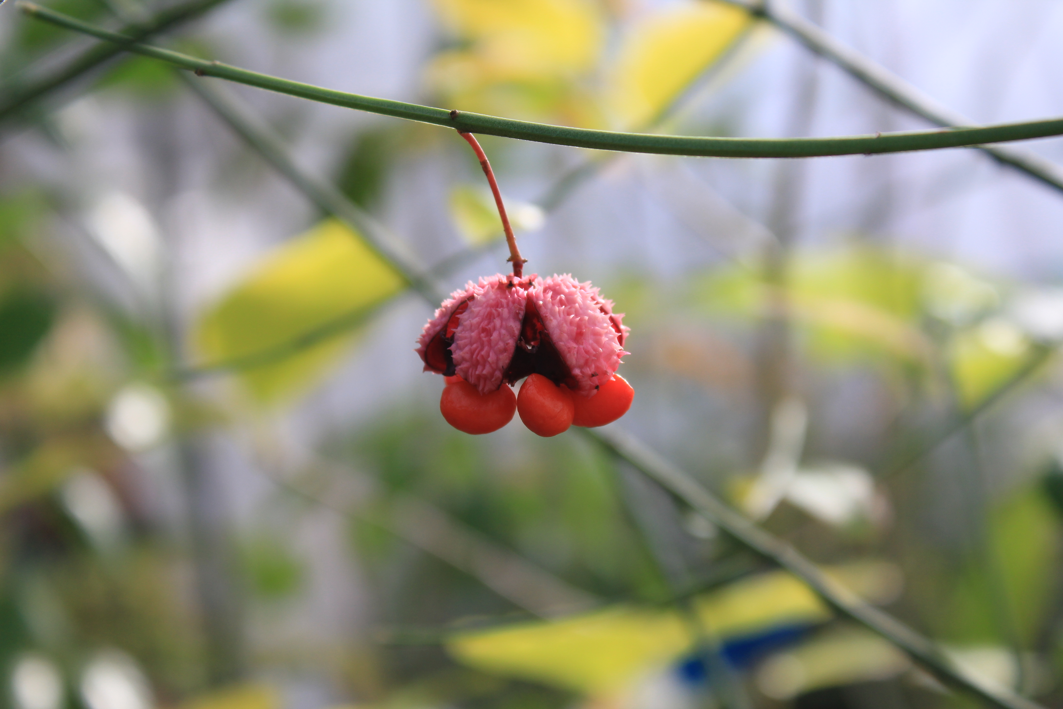 アメリカマユミ