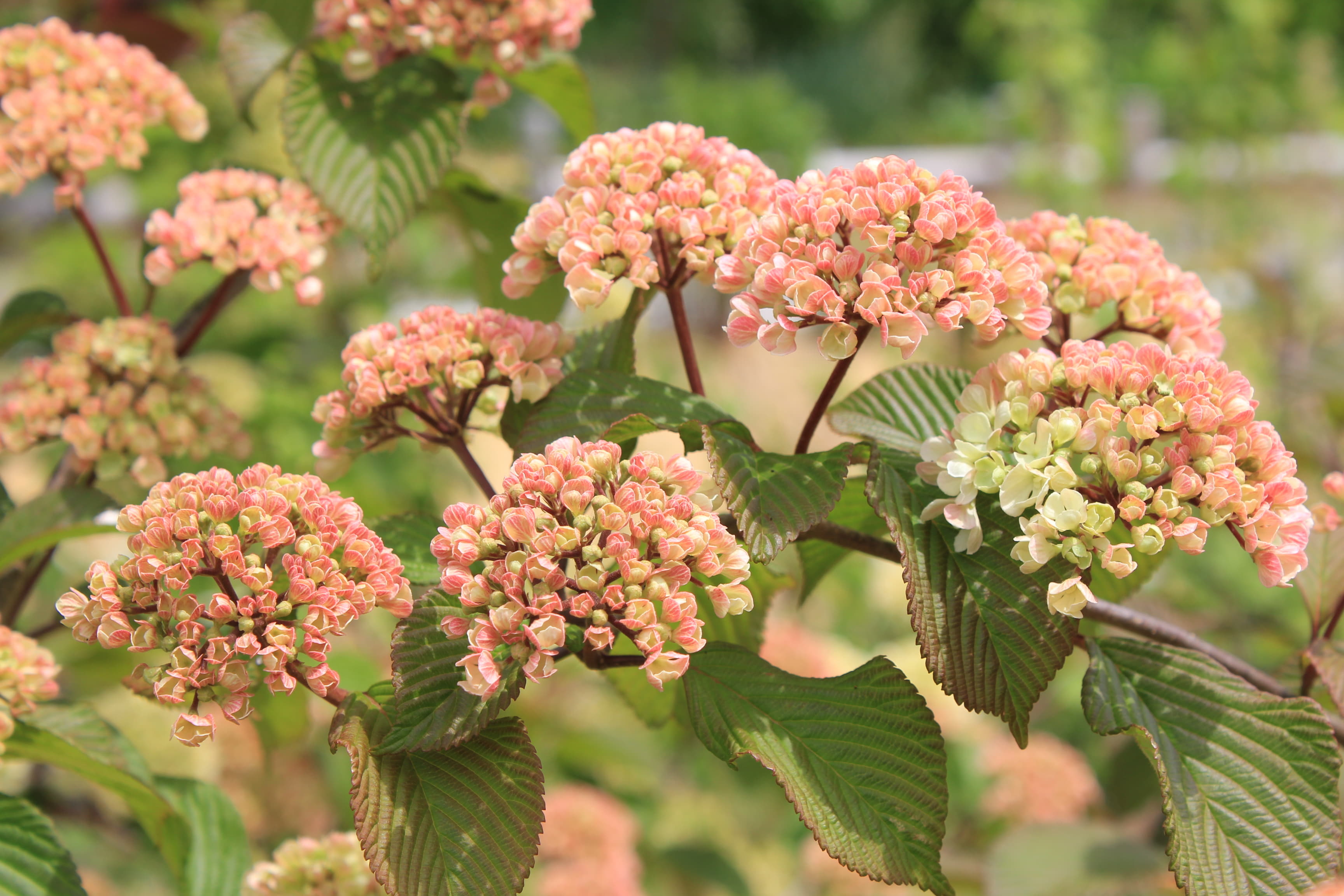 オオデマリ　’ジェミニ’