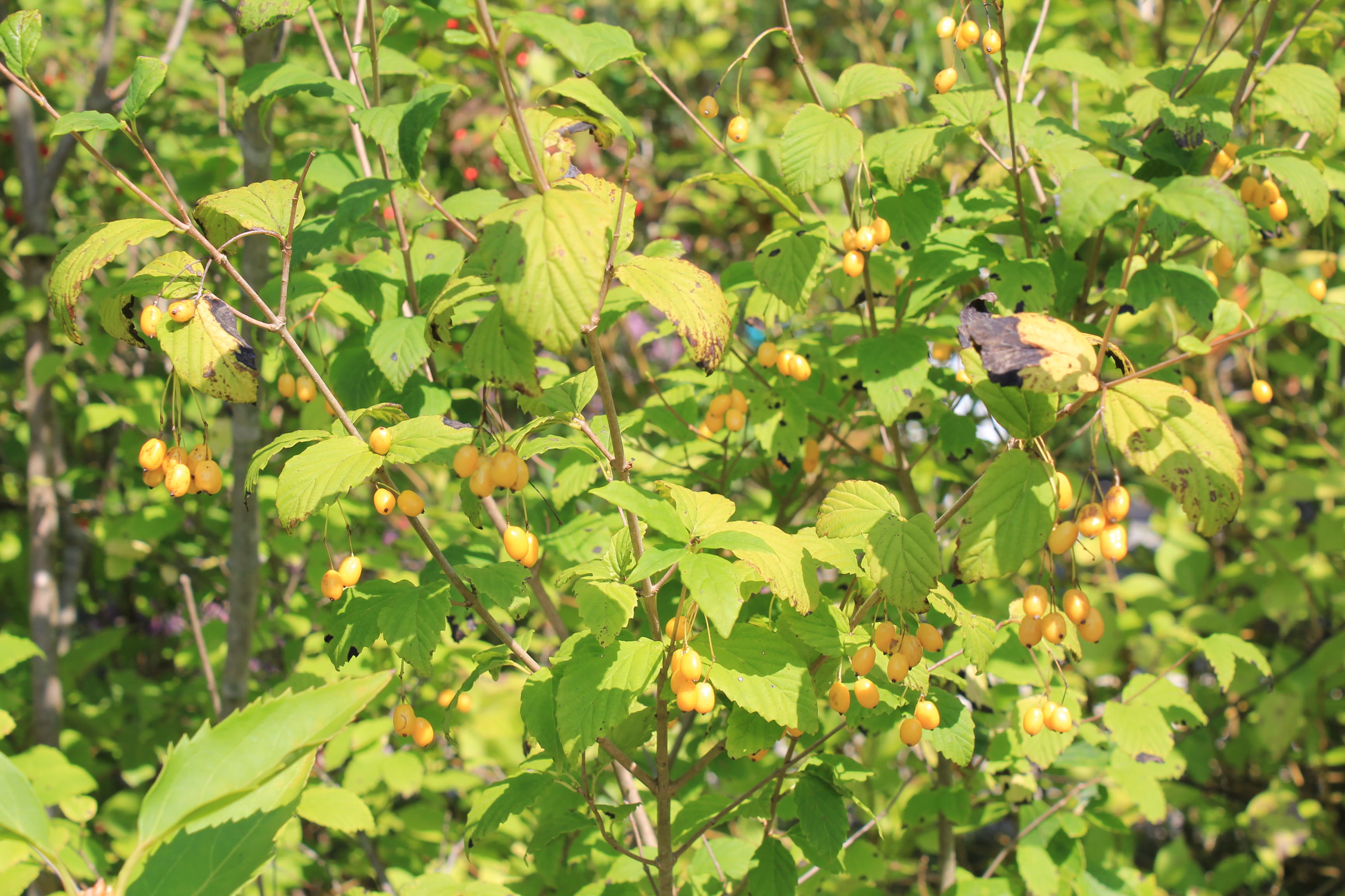 オトコヨウゾメ　黄実