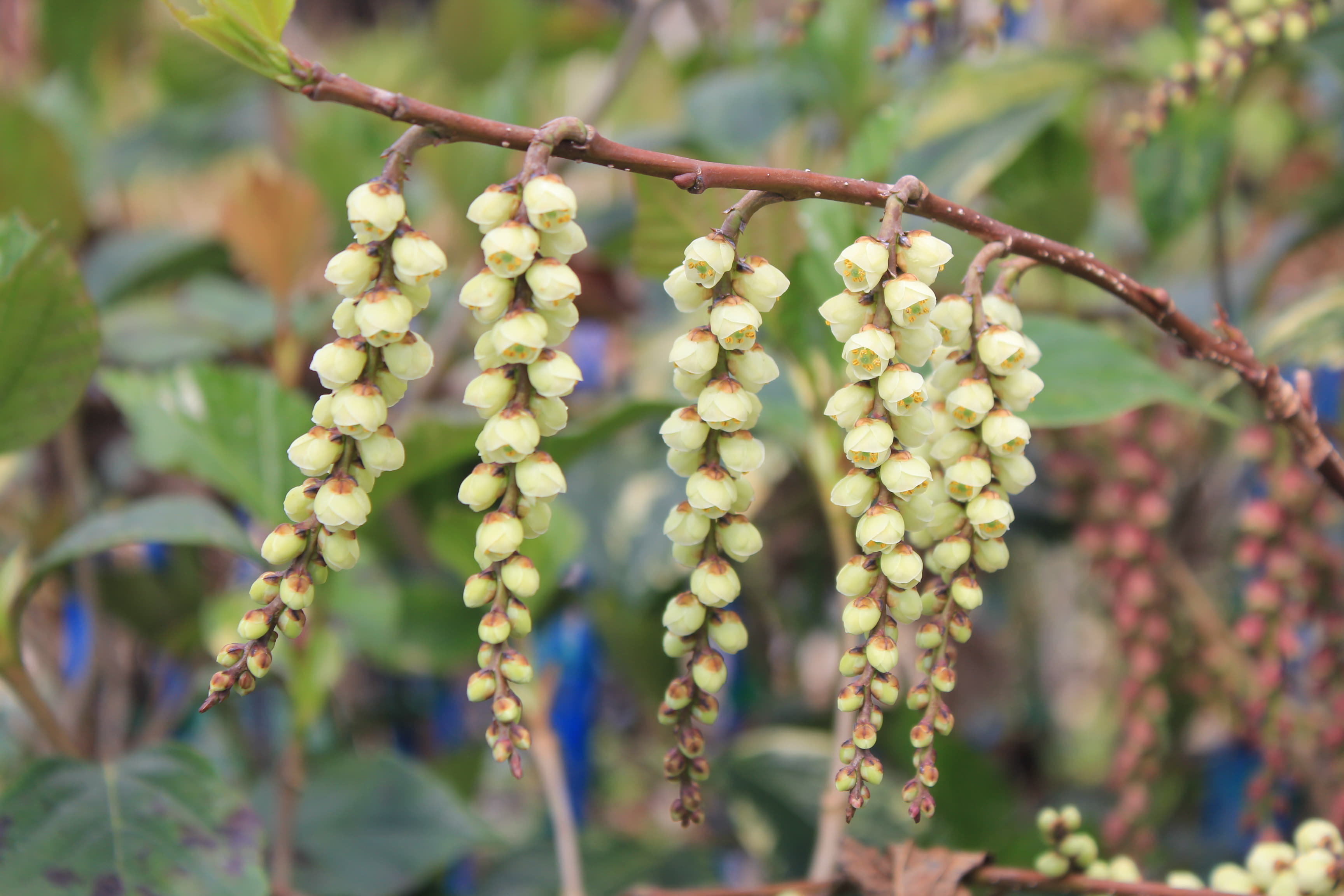 キブシ　’ミルキー’