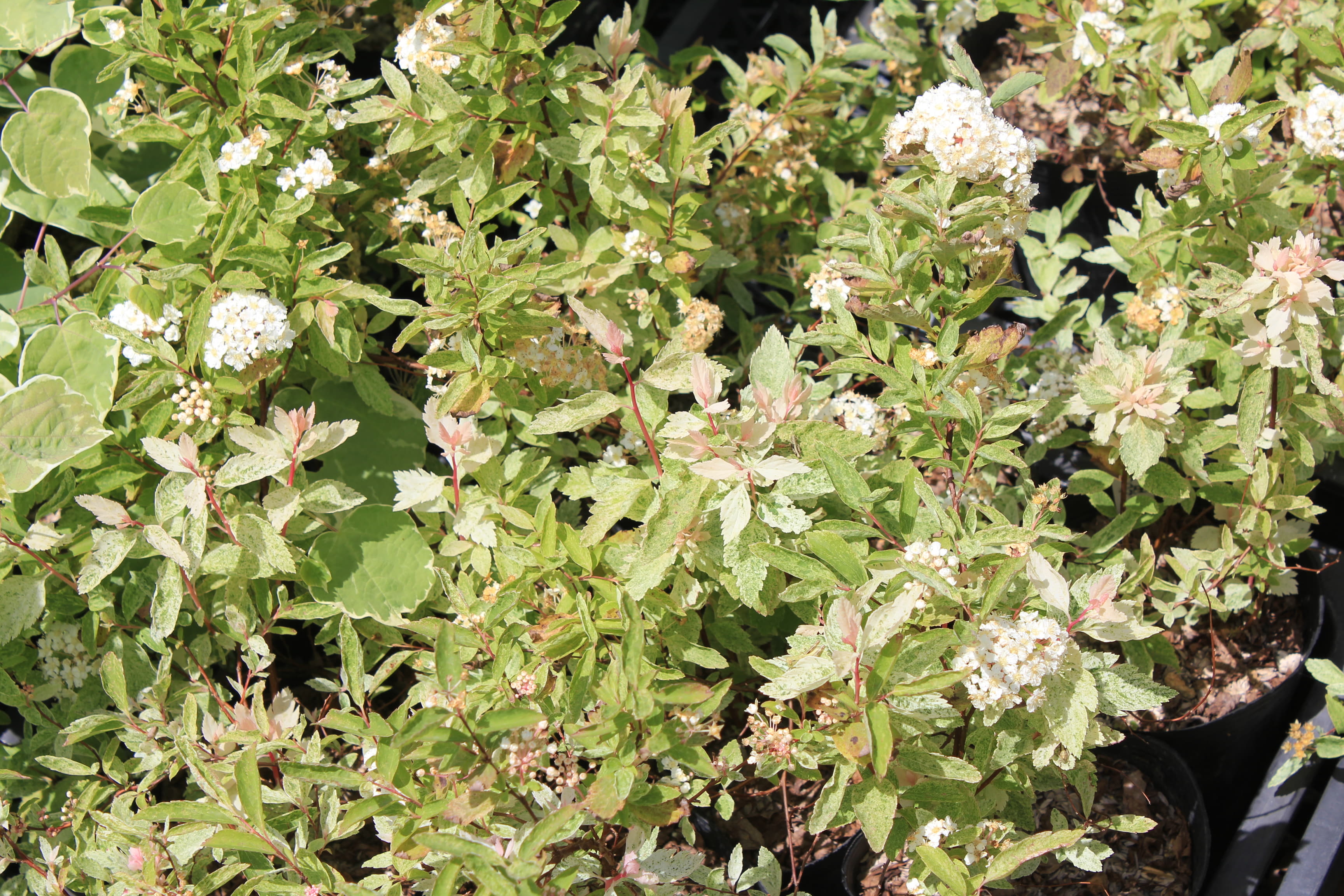 コデマリ　斑入　’ピンク・アイス’