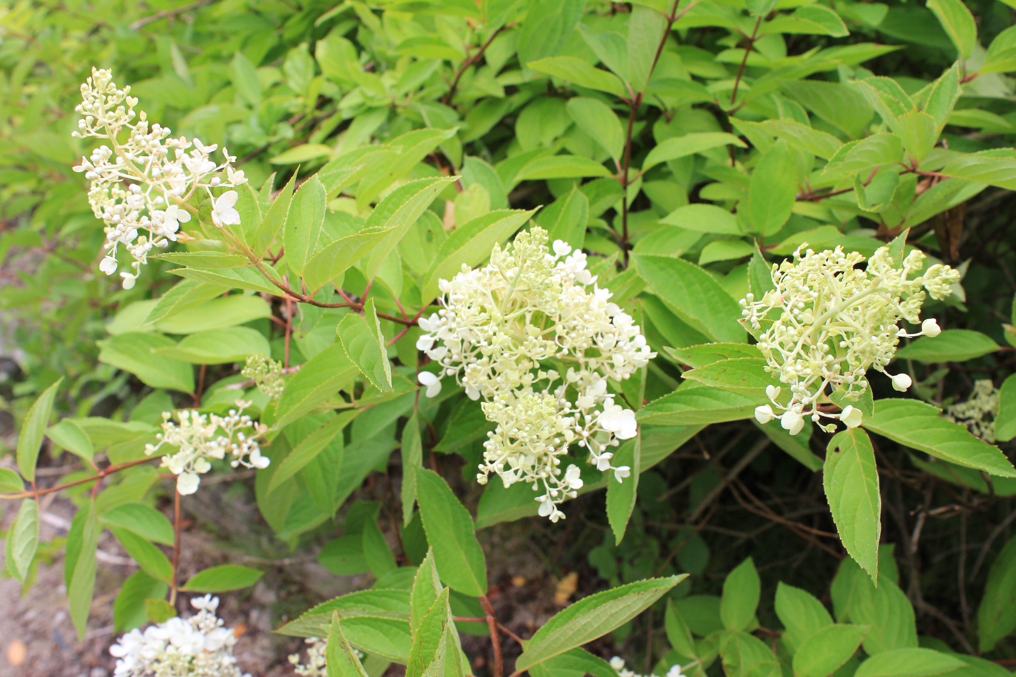 ノリウツギ　’みなづき’