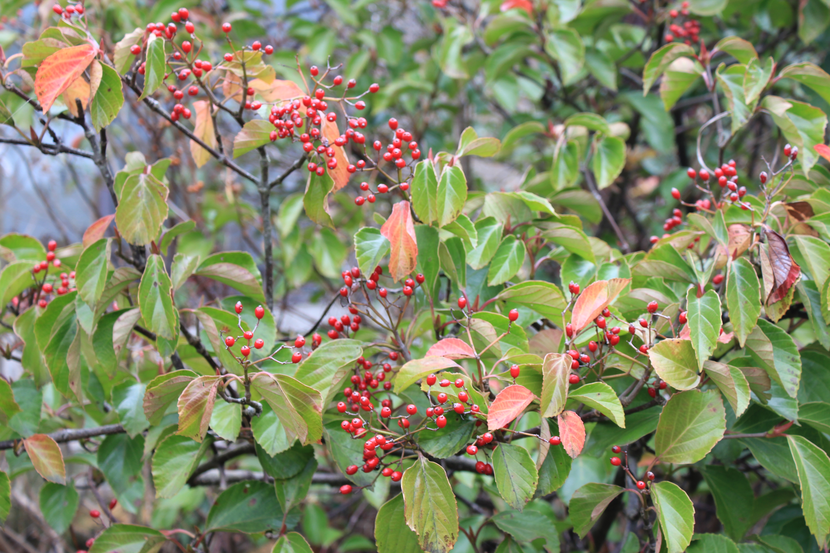 ハクサンボク　優系