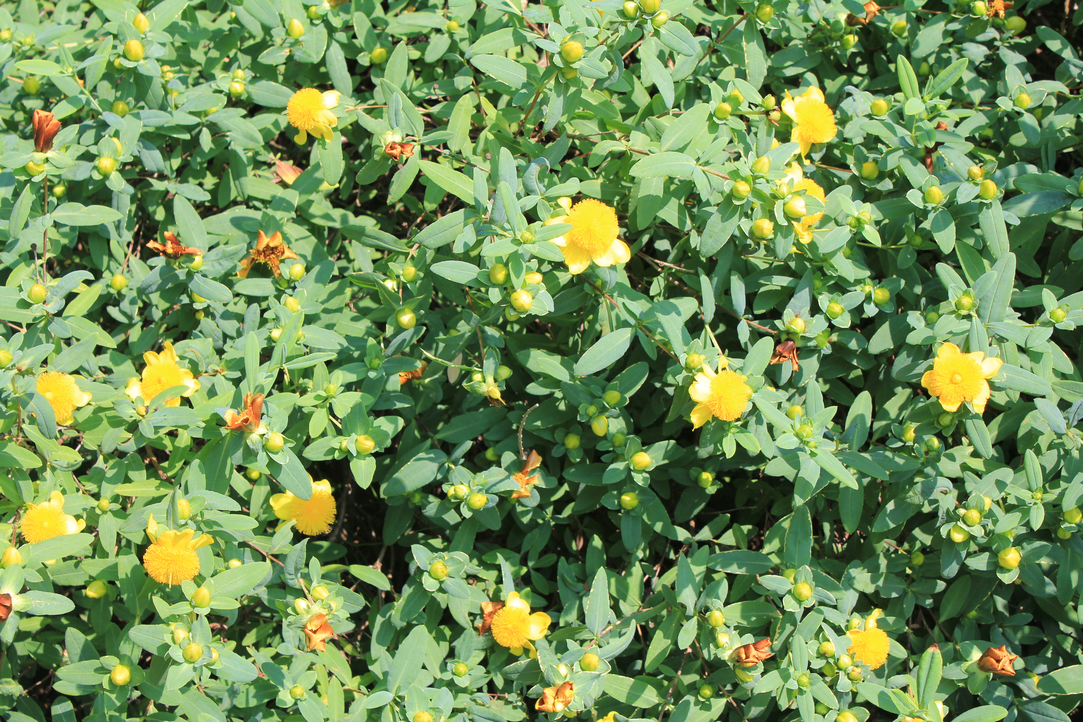 ヒペリカム　サンバースト