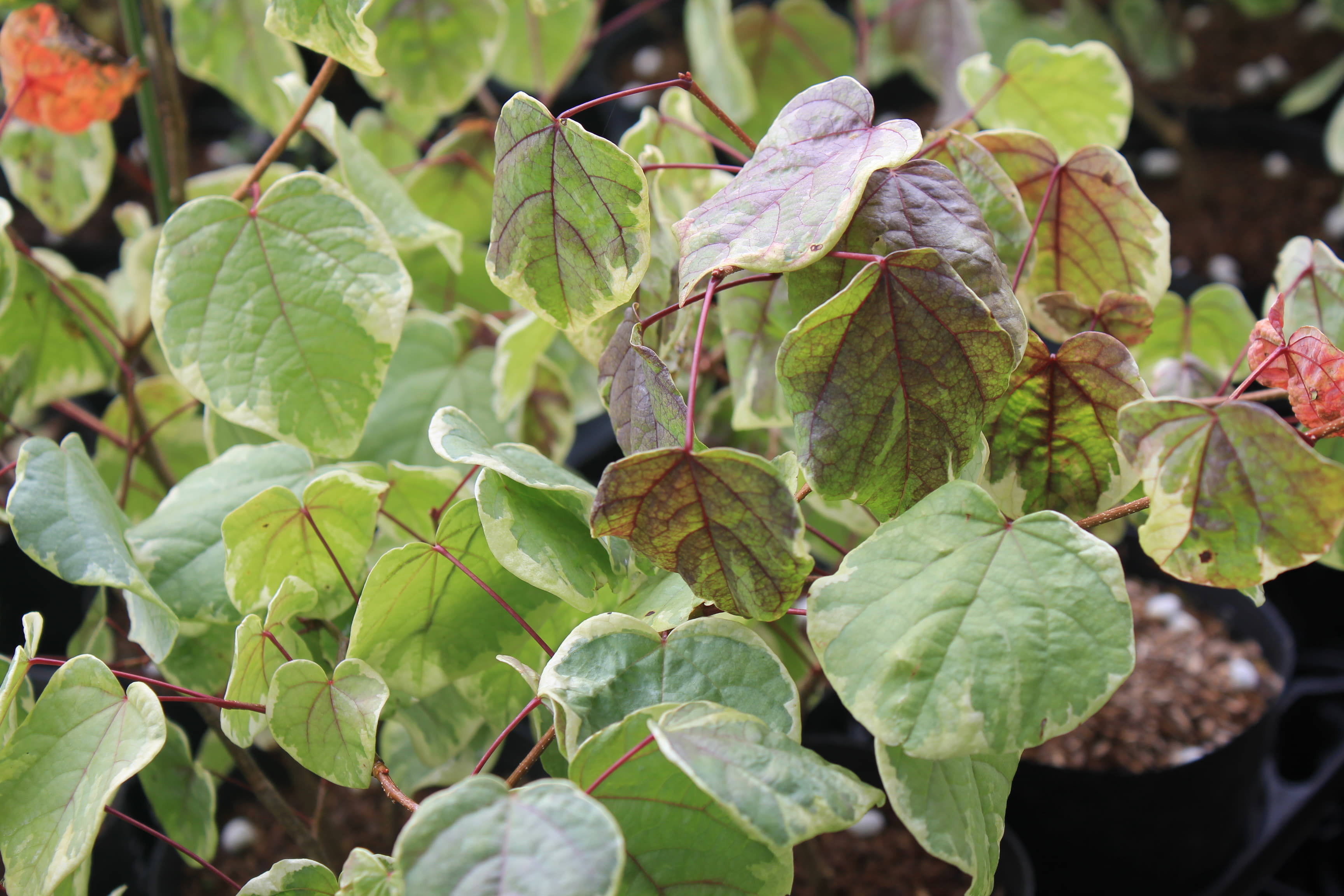 マルバノキ　’恵那錦’