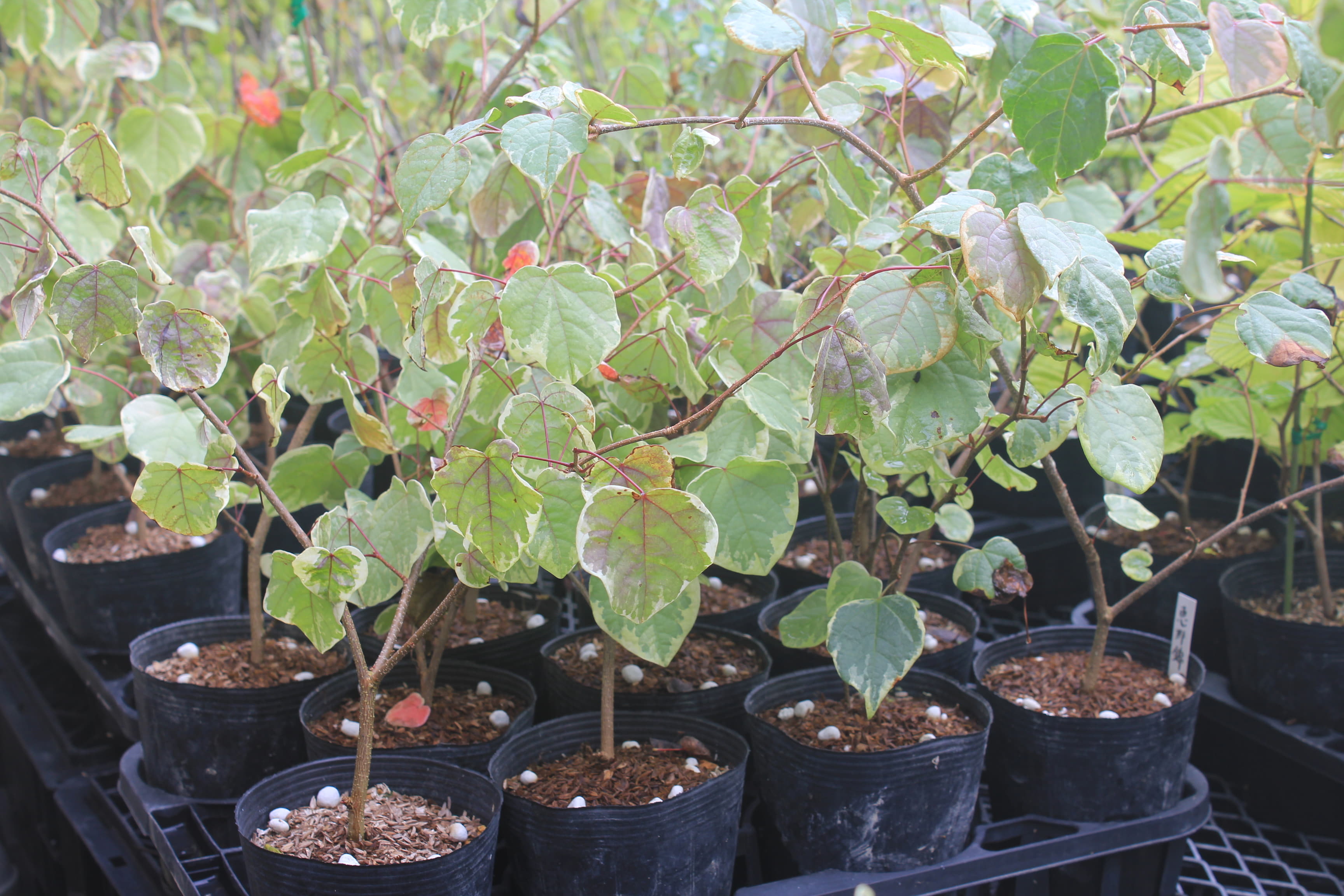 マルバノキ　’恵那錦’