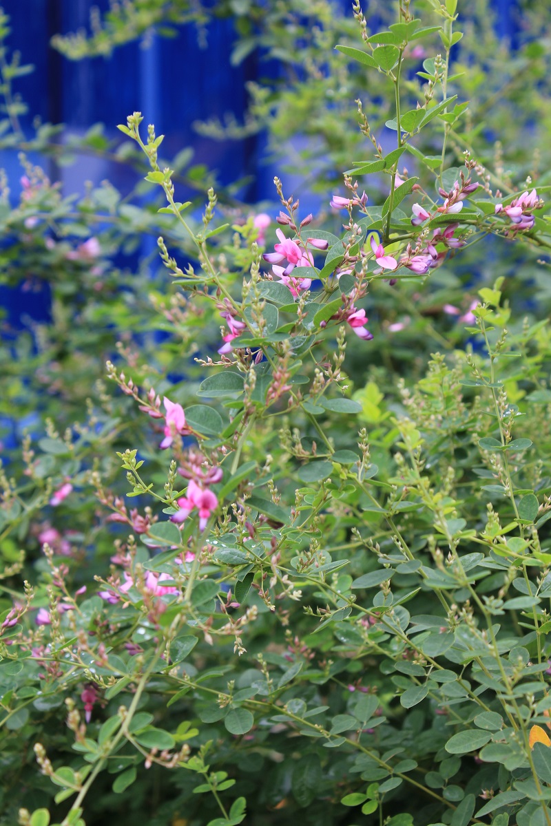 分野別詳細ページ